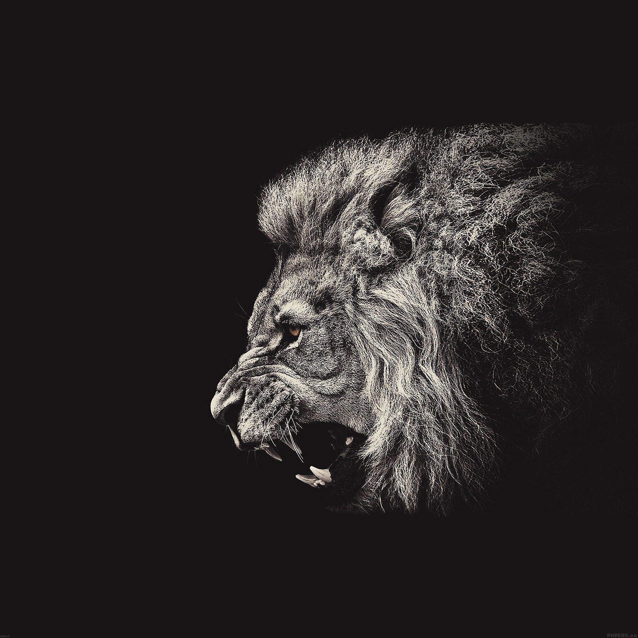 2048x2048 Shouting Lion Illust Art