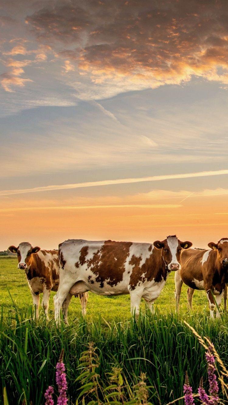 Mountains and sunset behind cow  Free Stock Photo