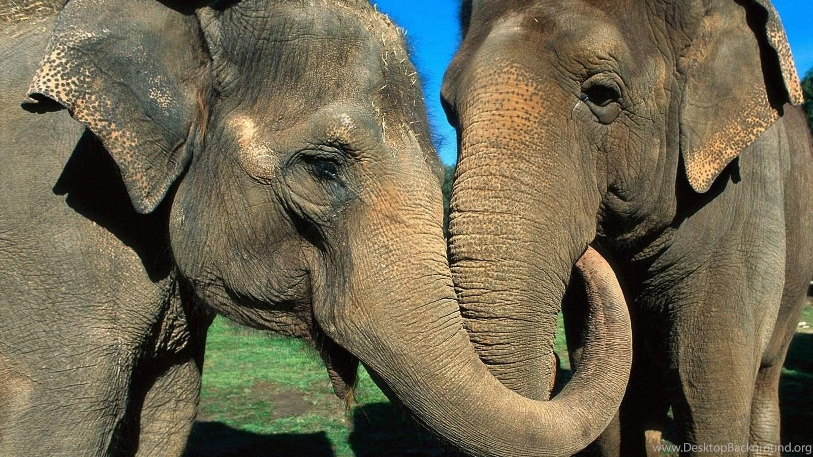 Asian Elephant Wallpapers - Top Free Asian Elephant Backgrounds ...