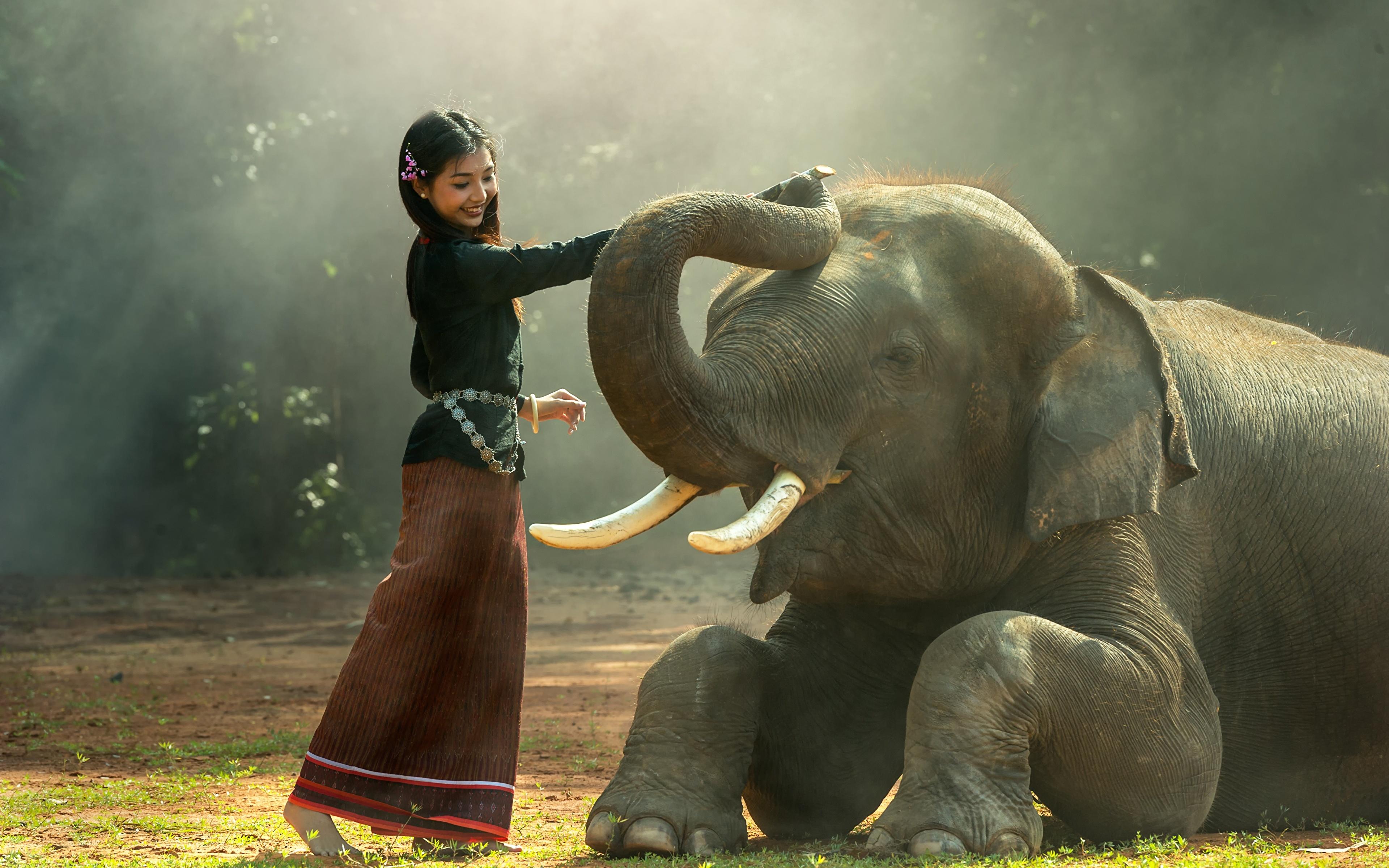 3840x2400 image elephant Brunette girl Girls Asian Grass animal 3840x2400