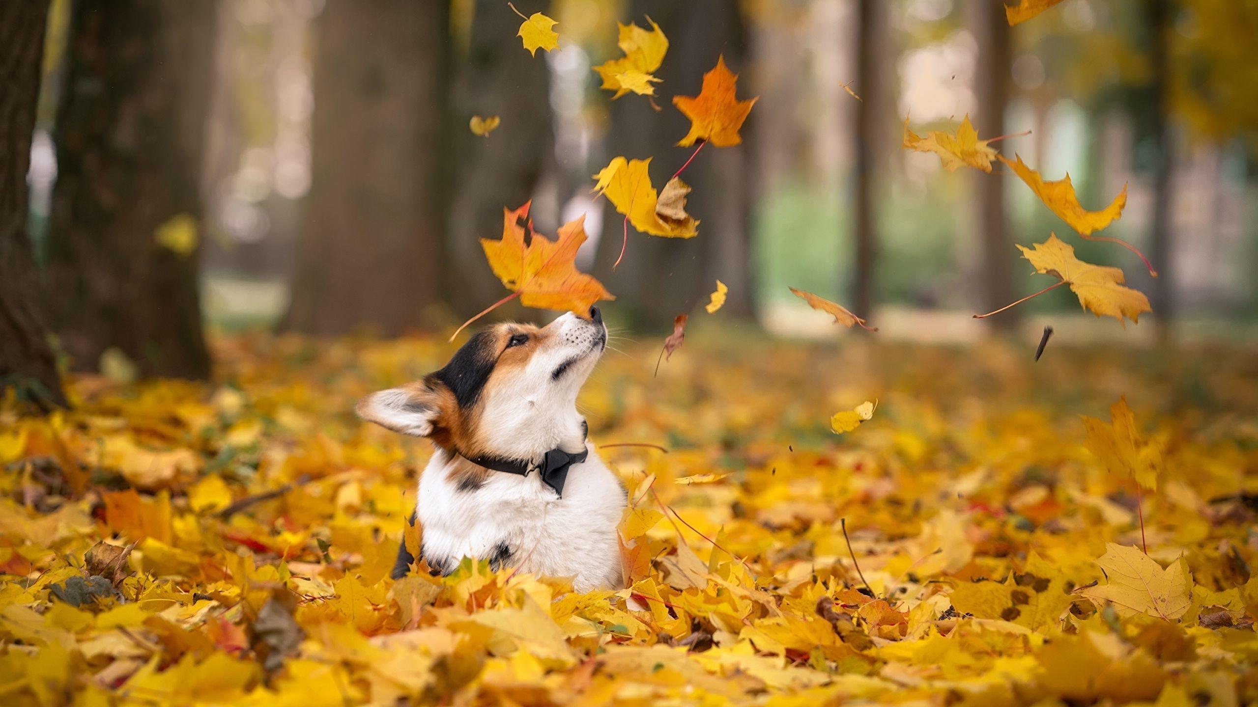 2560x1440 Fall Dogs Wallpaper