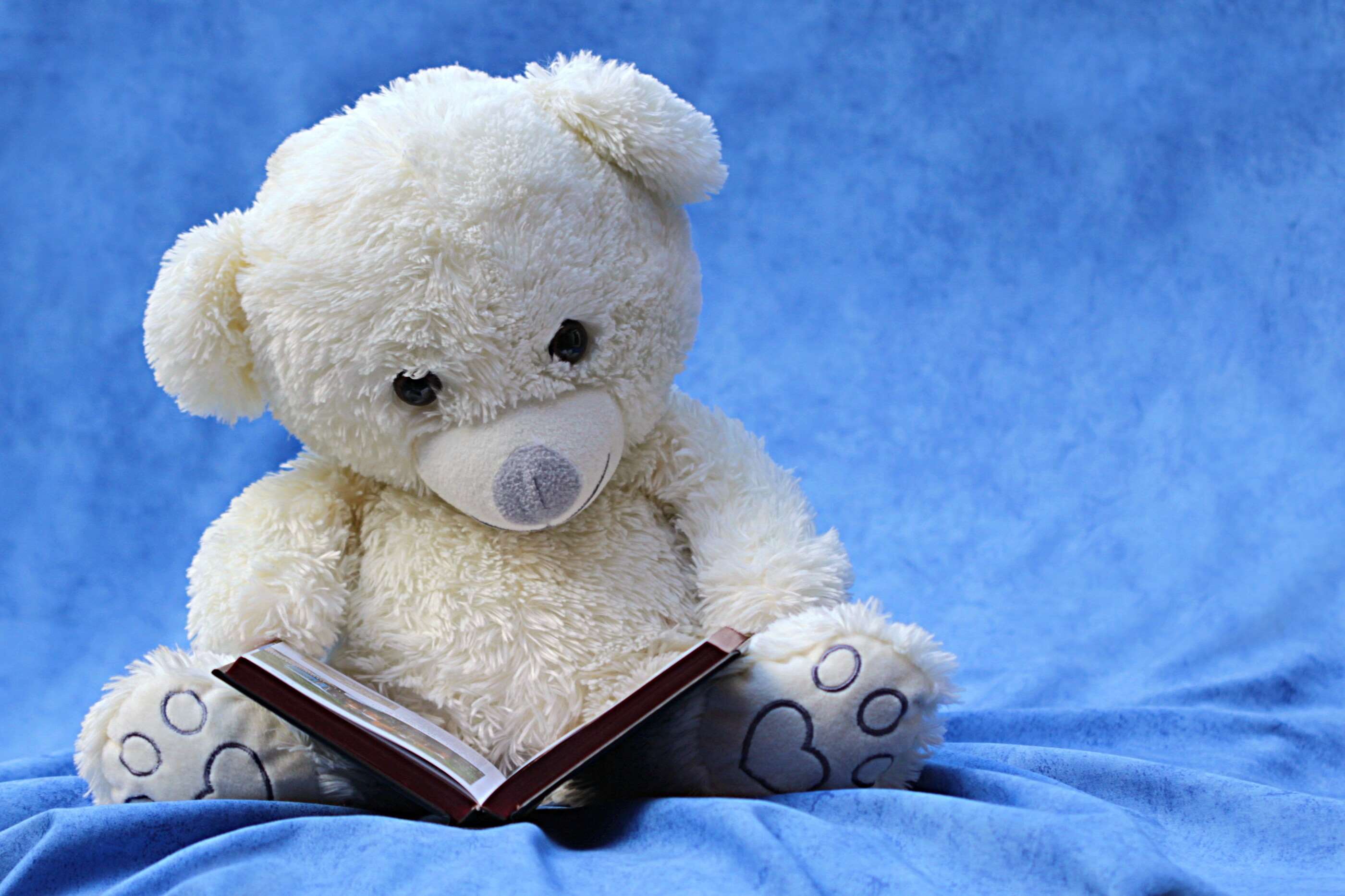 2800x1867 book, cloth, cute, plush toy, read, reading, stuffed animal, stuffed toy, teddy bear, toy wallpaper