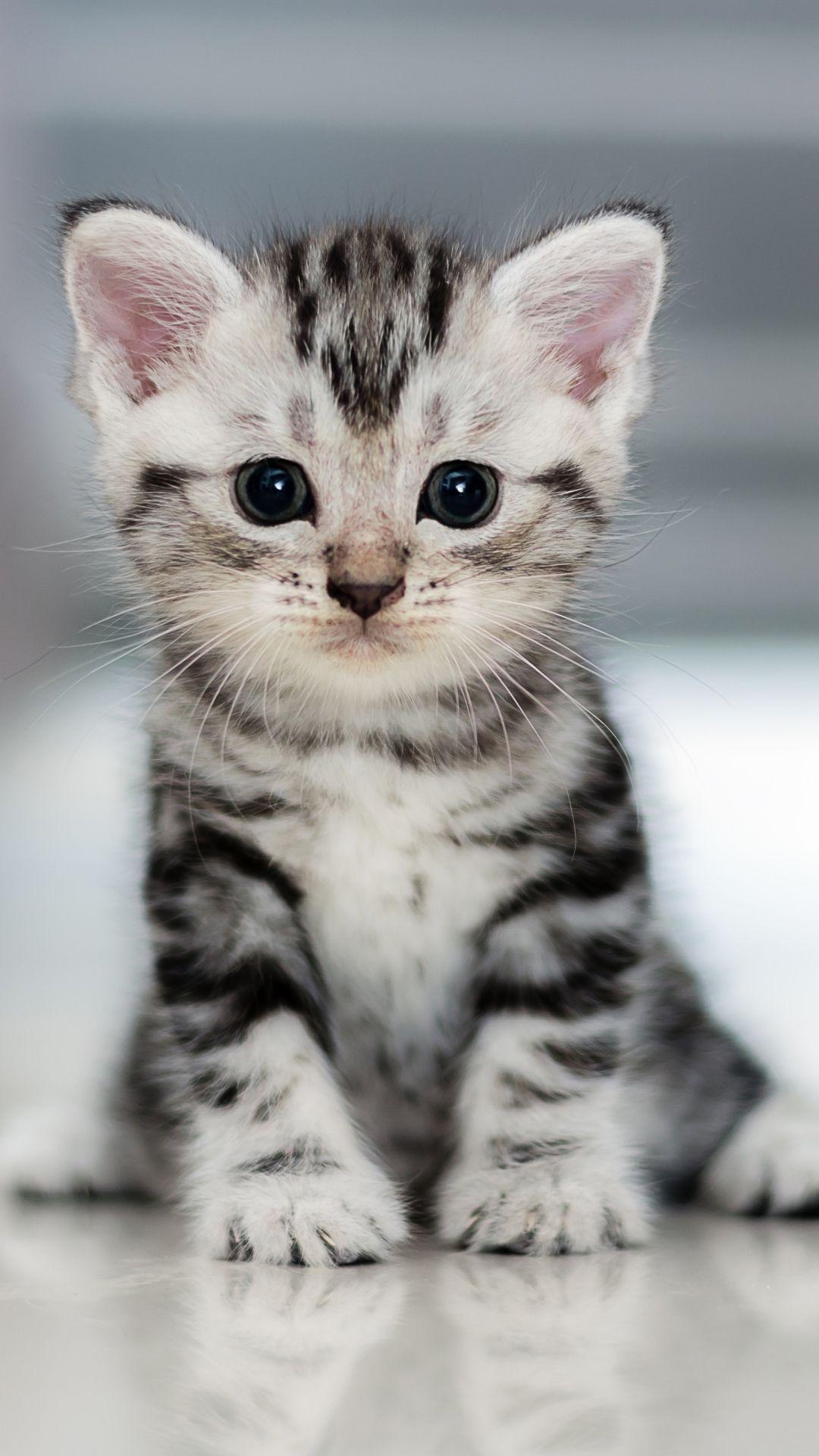 1080x1920 Cat Cute Mobile Wallpaper