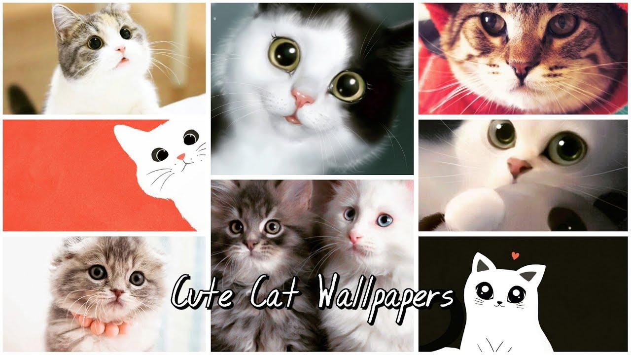 1280x720 Cute Cat Wallpaper