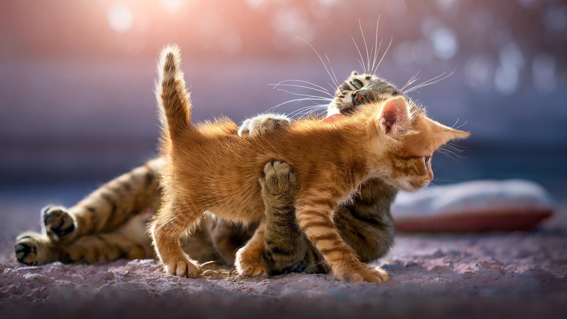 1920x1080 Cute Cat Wallpaper In HD