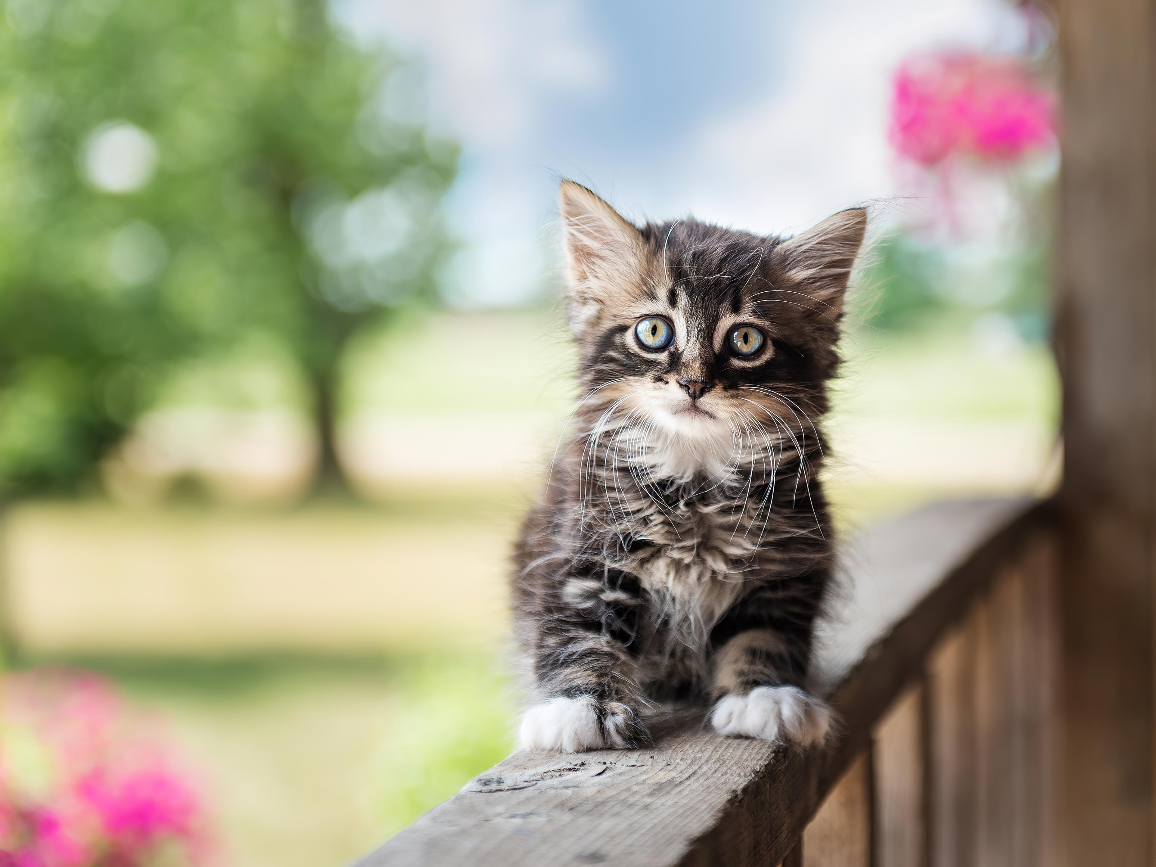 3840x2880 Cute Cat 4k, HD Animals, 4k Wallpaper, Image, Background, Photo and Picture