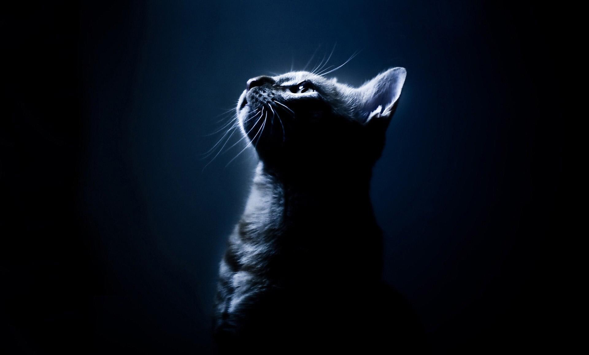 1920x1158 Animals Cat Wallpaper