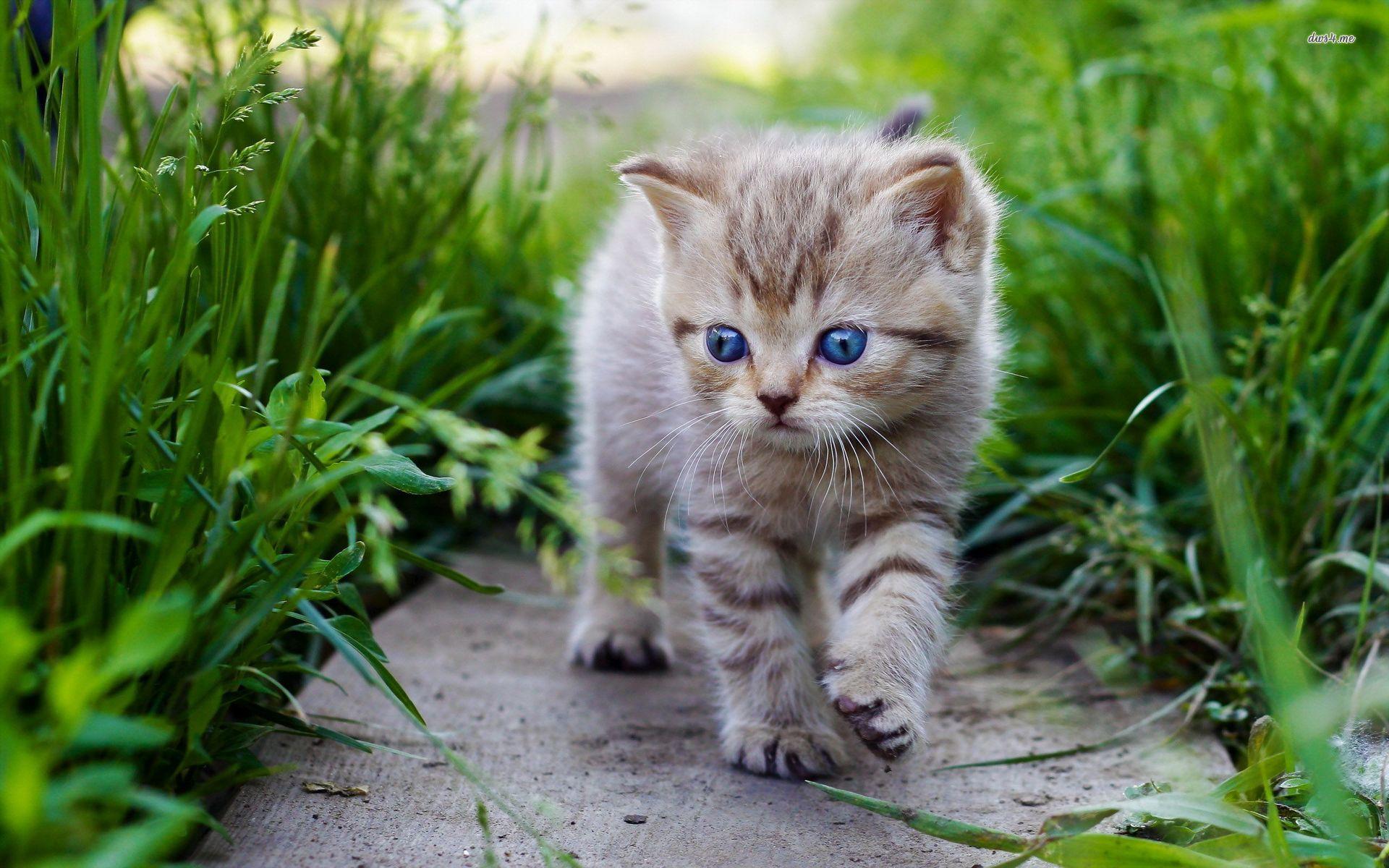 1920x1200 Cute Baby Cats Wallpaper