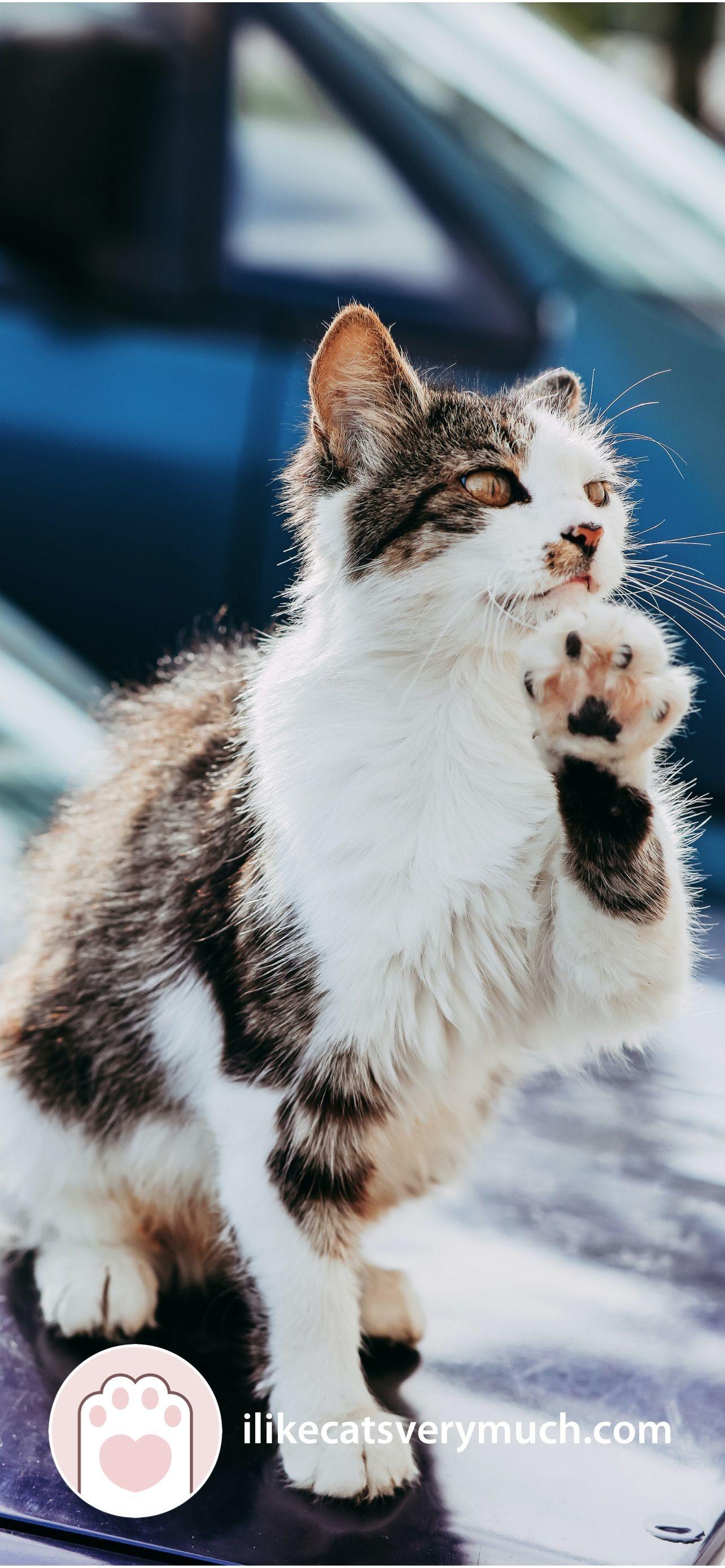 1284x2778 Cute Cat Wallpaper (best Cute Cat Wallpaper and image) on WallpaperChat