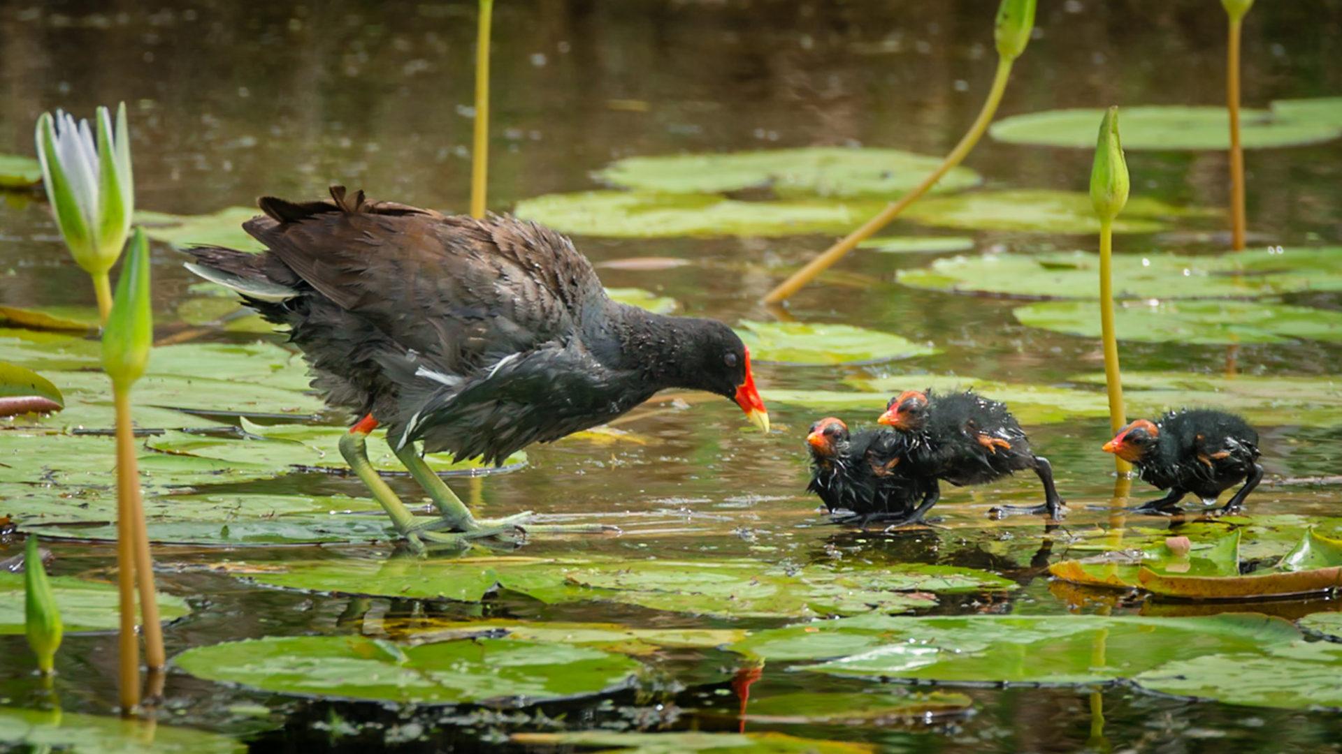 1920x1080 Bird Common Gallinule In Family Rallidae Anahuac National Wildlife Refuge On The Texas Coast Desktop HD Wallpaper For Mobile Phones And Computer 3840x2400 :