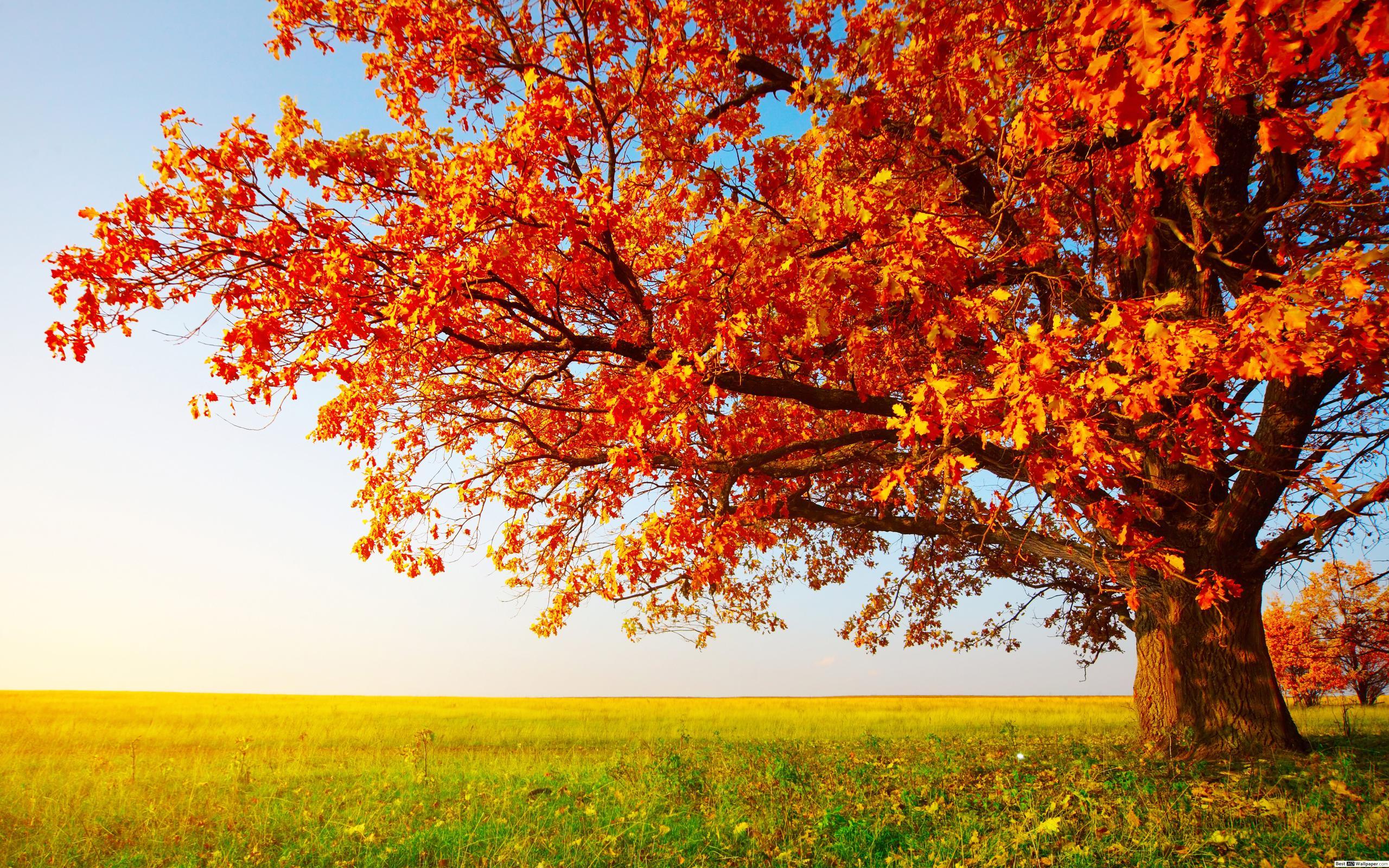 2560x1600 heaven tree HD wallpaper download