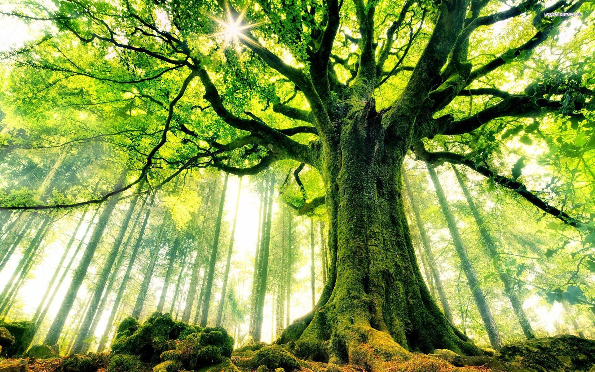 1920x1200 Mighty giant tree wallpaper. Giant tree, Tree wallpaper, Tree