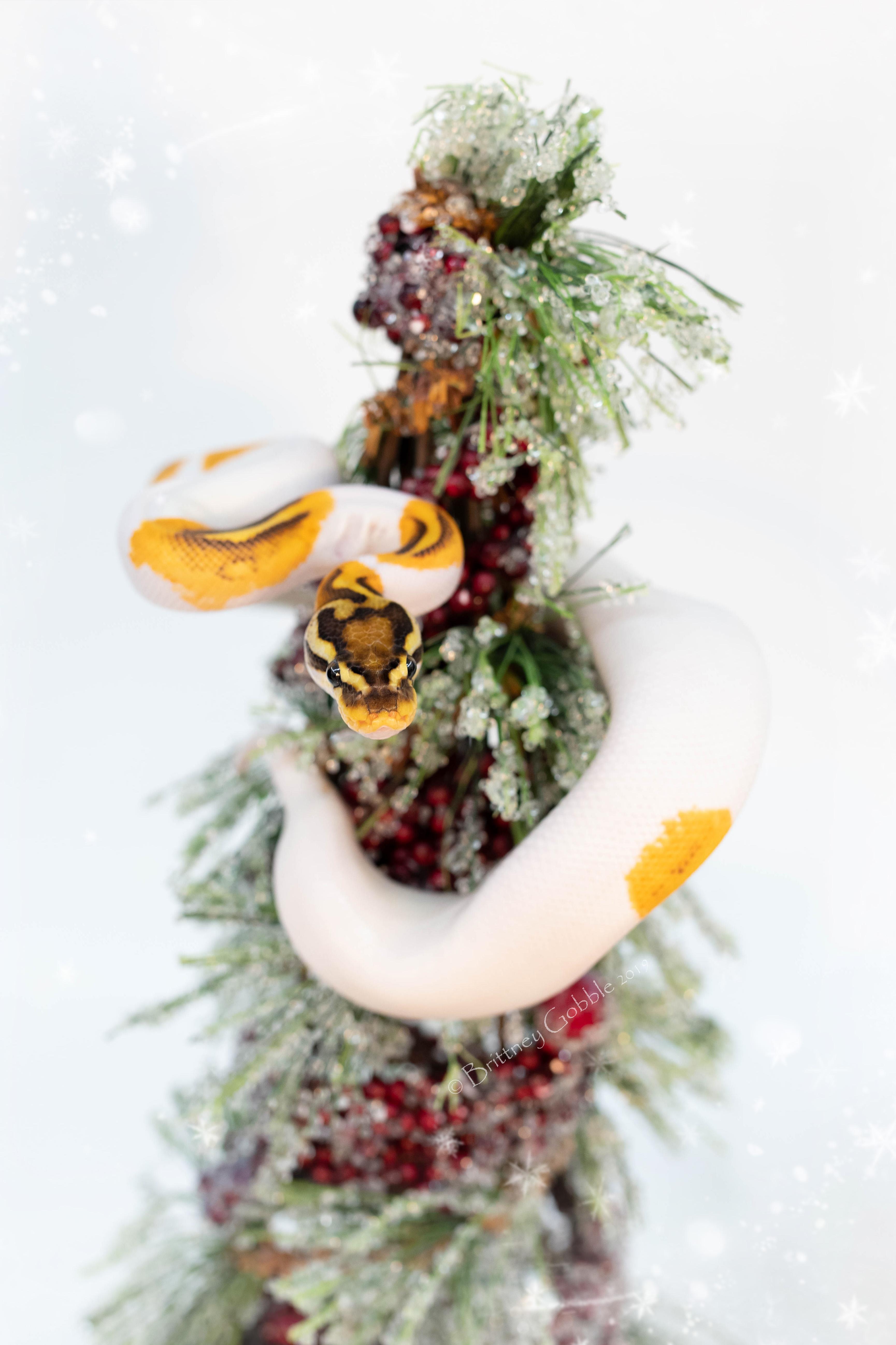 3459x5189 Christmas Snake Wallpaper!. The Ball Street Journal