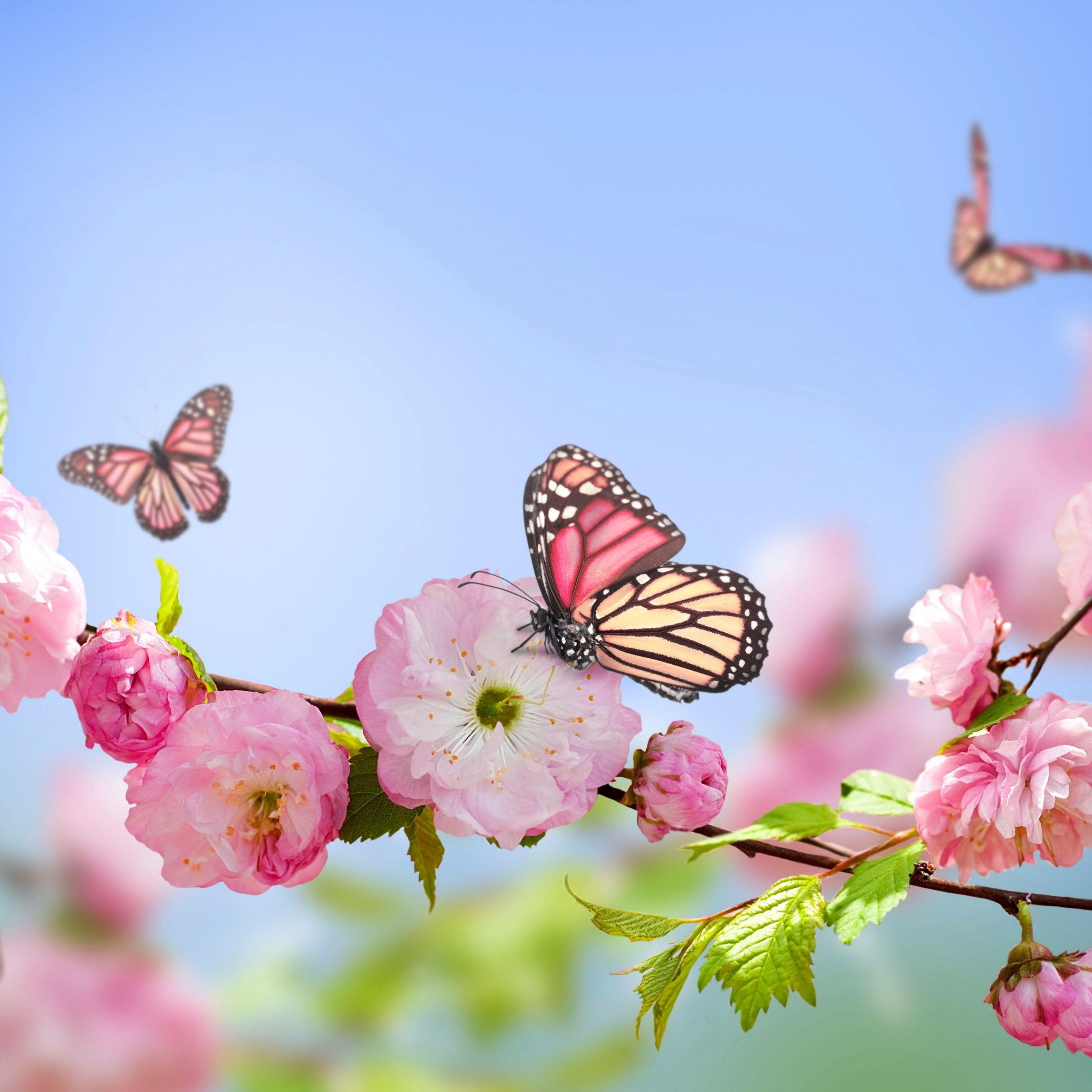 Spring ipad ipad 2 ipad mini for parallax wallpapers hd desktop  backgrounds 1280x1280 images and pictures