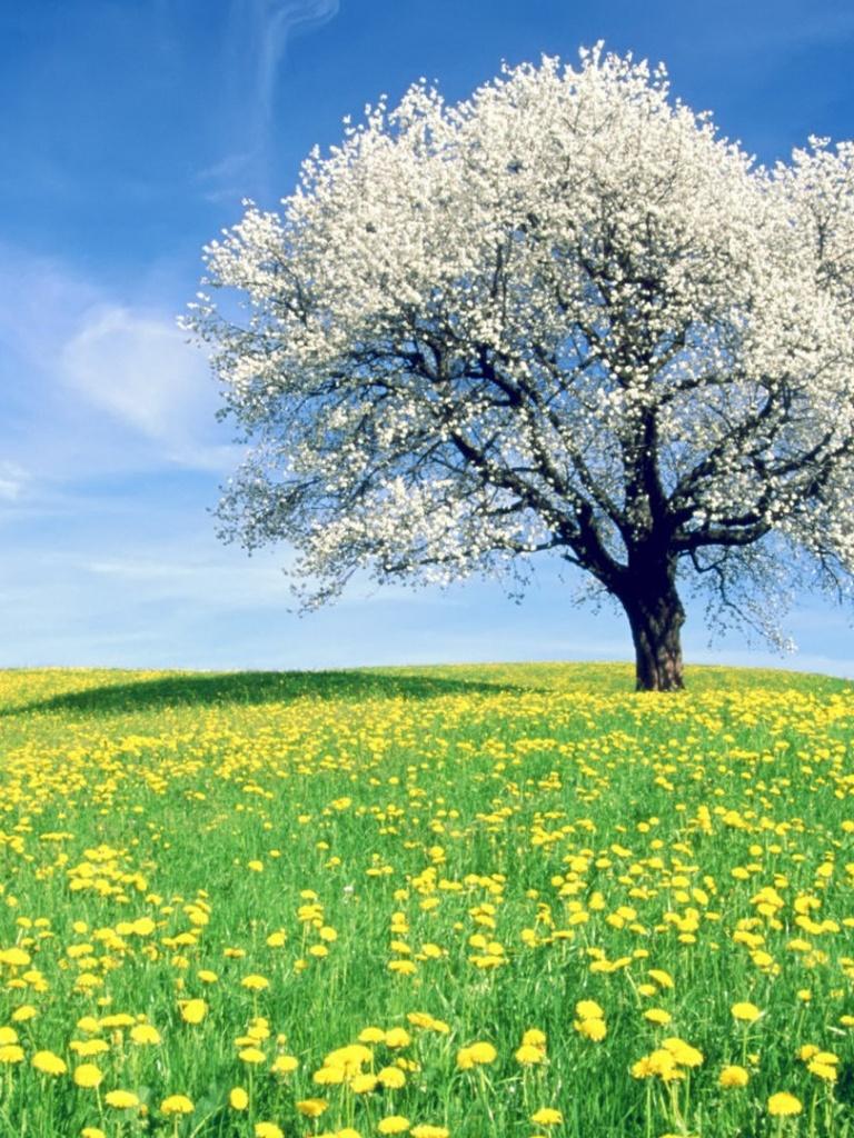 Spring iPad Wallpapers - Top Free Spring iPad Backgrounds - WallpaperAccess