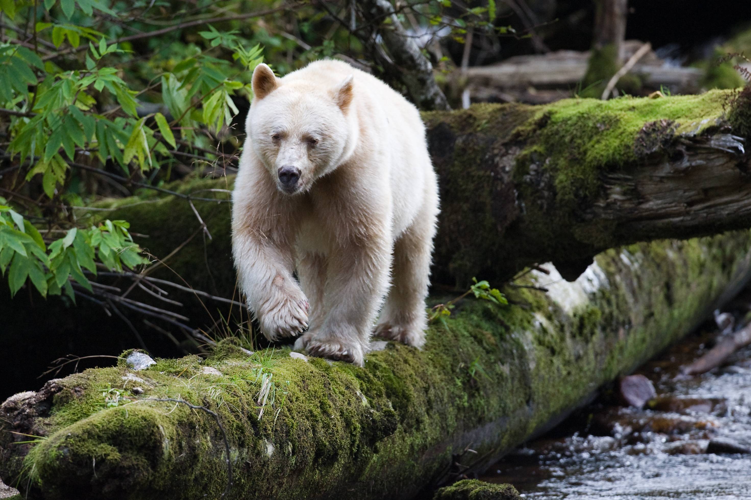 2943x1962 Kermode Bear wallpaper, Animal, HQ Kermode Bear pictureK Wallpaper 2019
