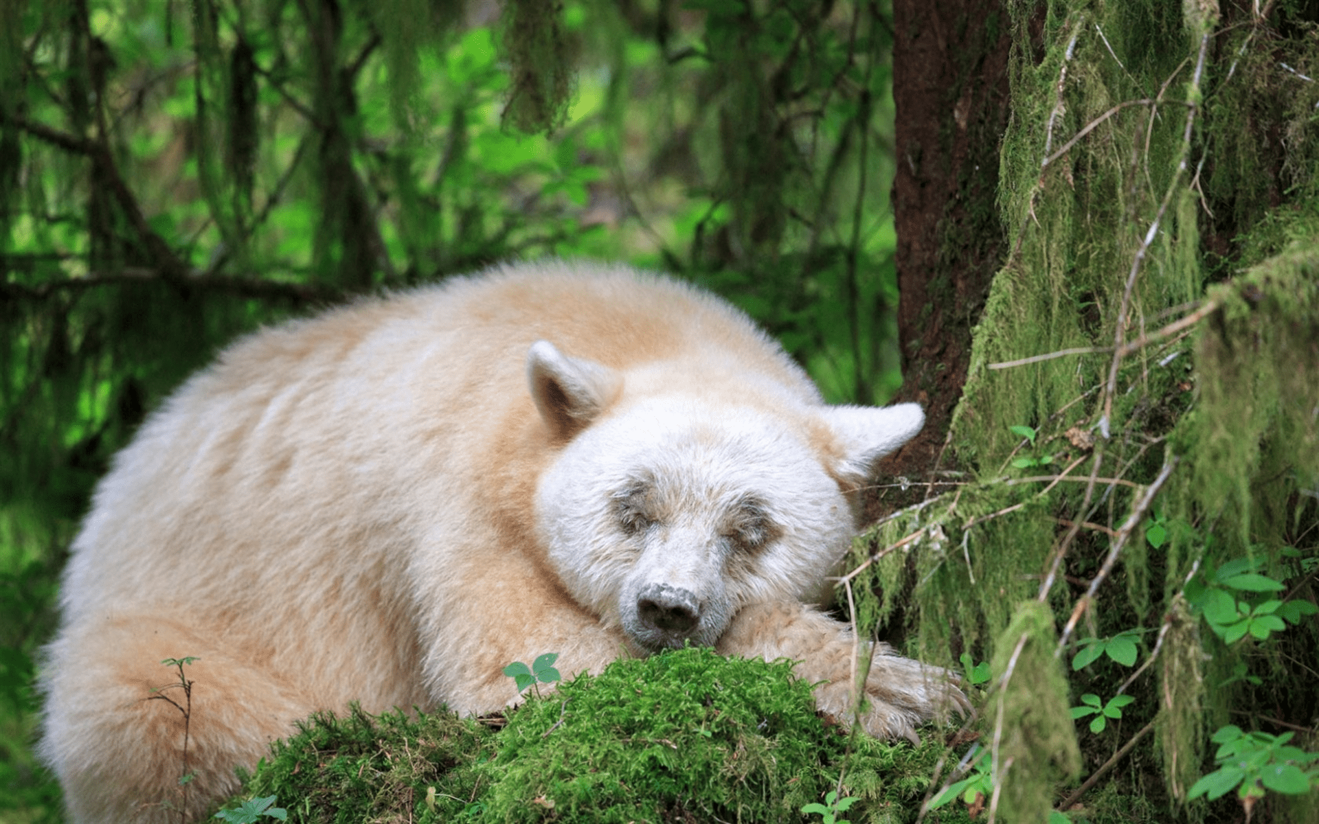 1920x1200 Download wallpaper Kermode Bear, spirit bear, sleeping bear, Wildlife, Forest, British Columbia, Canada, Ursus americanus kermodei for desktop with resolution 1920x1200. High Quality HD picture wallpaper