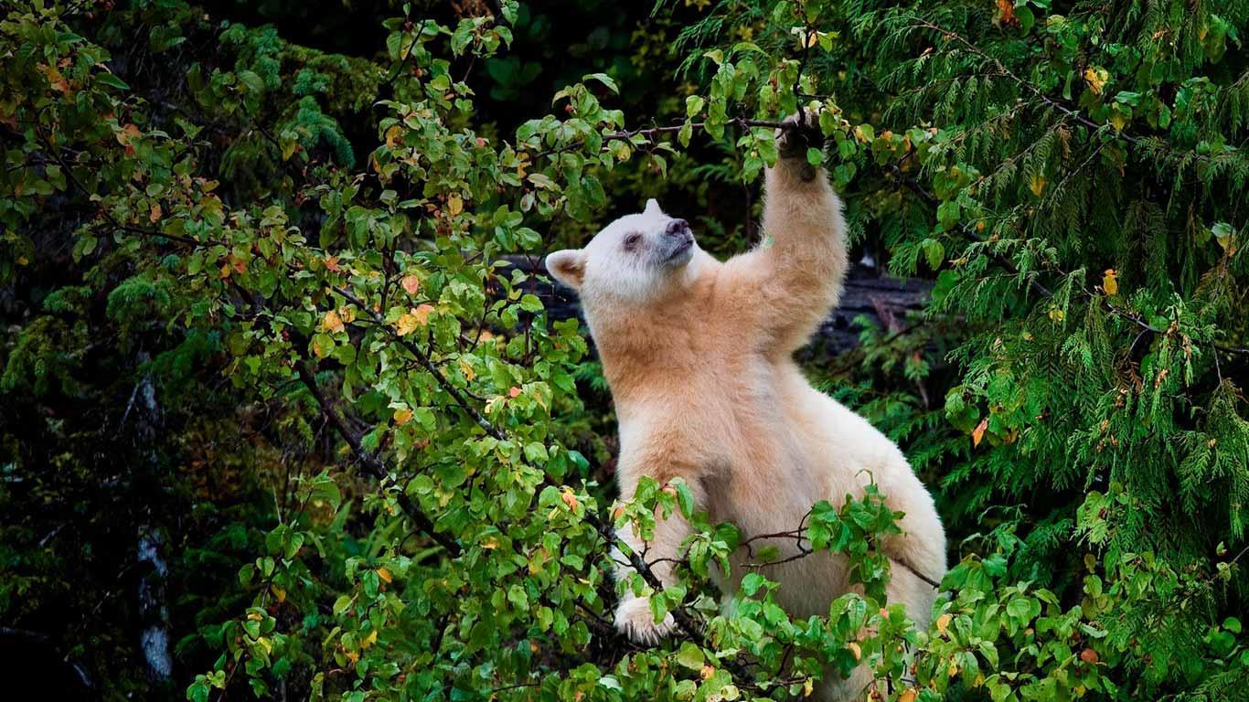 1366x768 Free Screen Savers Wallpaper: Screensaver of Spirit Bear