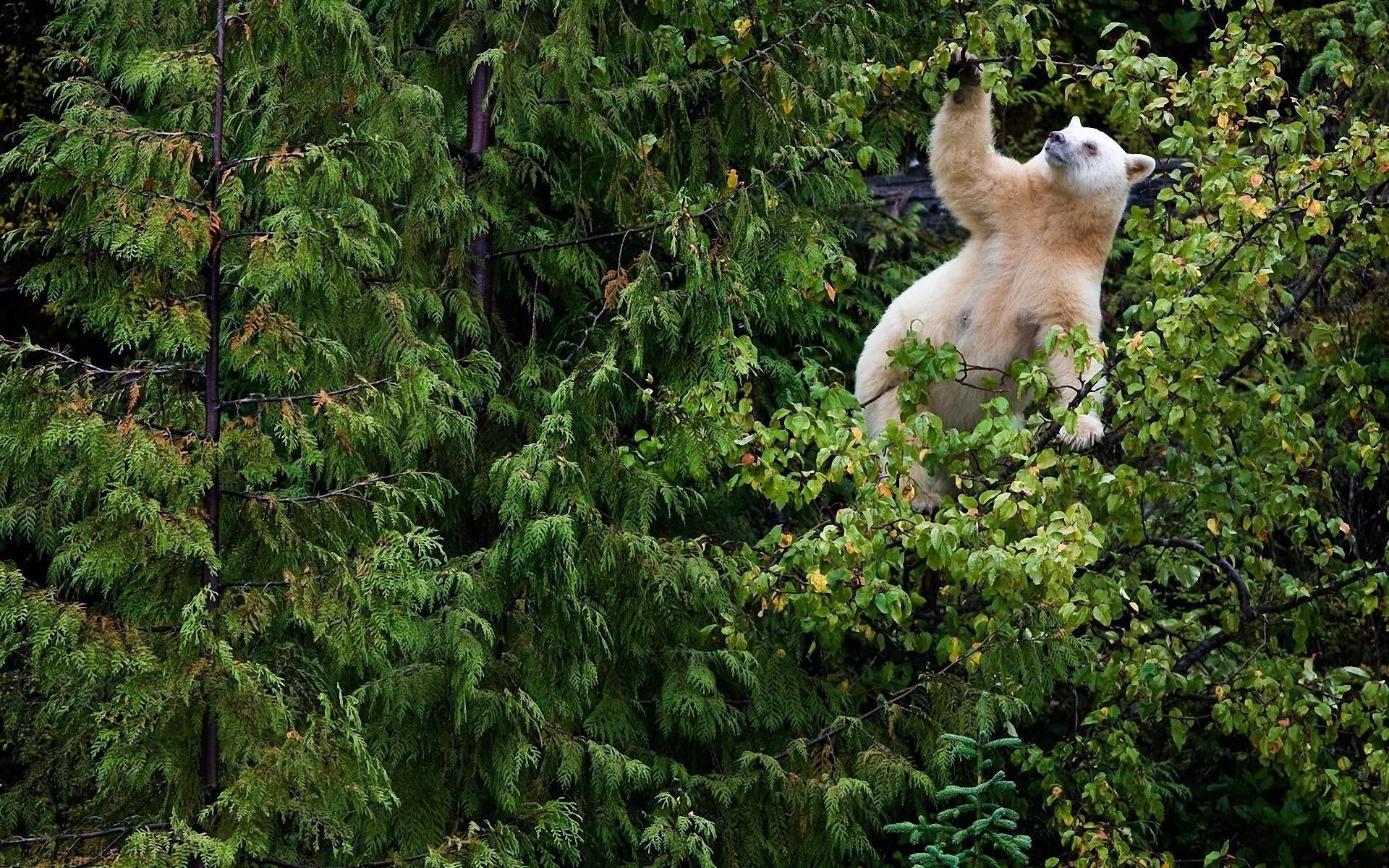 1920x1200 Kermode Bear HD Wallpaper