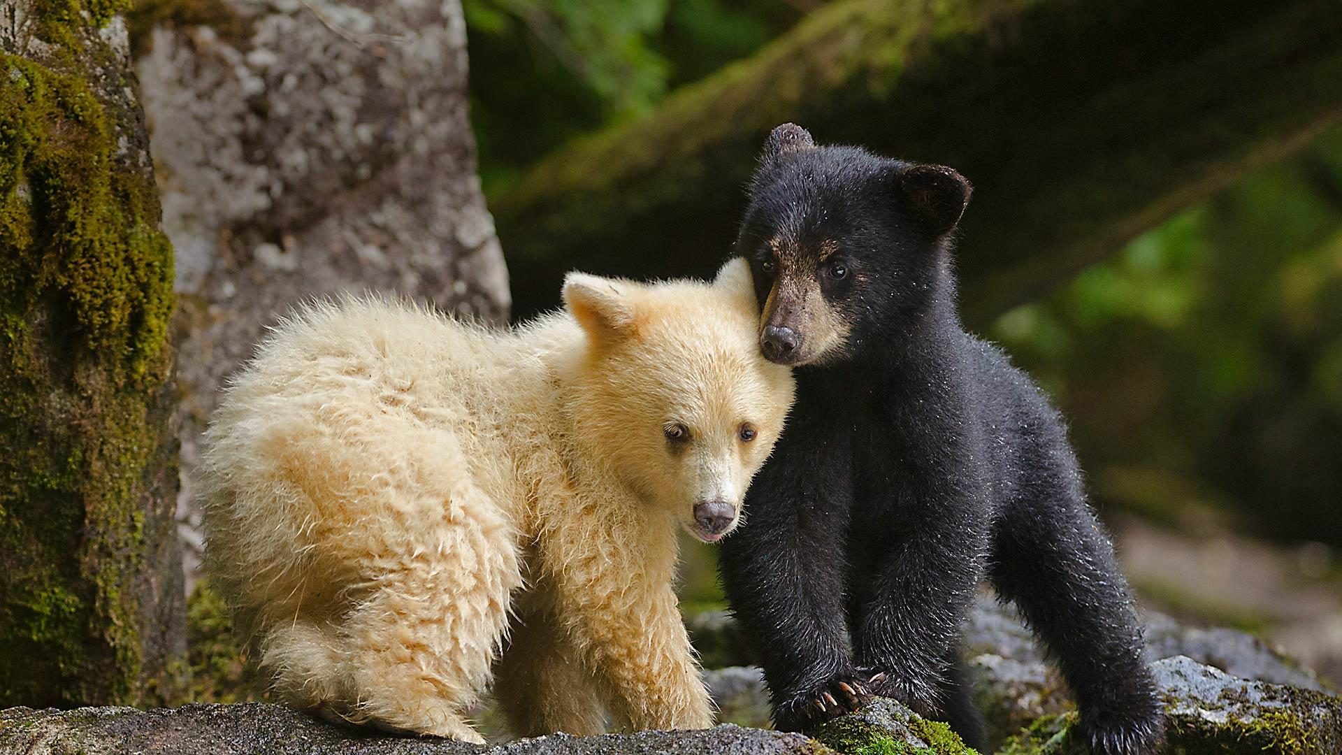 1920x1080 Bing image: Brotherly cubs Wallpaper Gallery