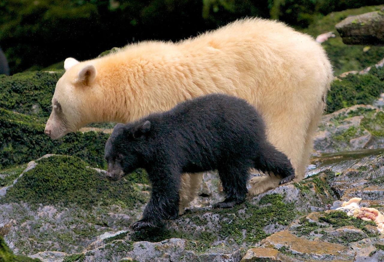1280x874 Most viewed Kermode Bear wallpaperK Wallpaper