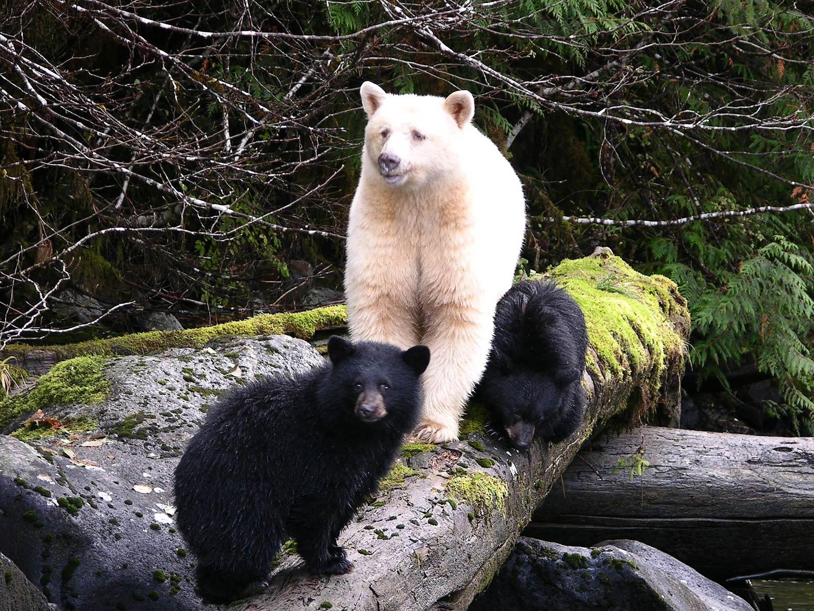 1600x1201 Kermode Bear Wallpaper and Background