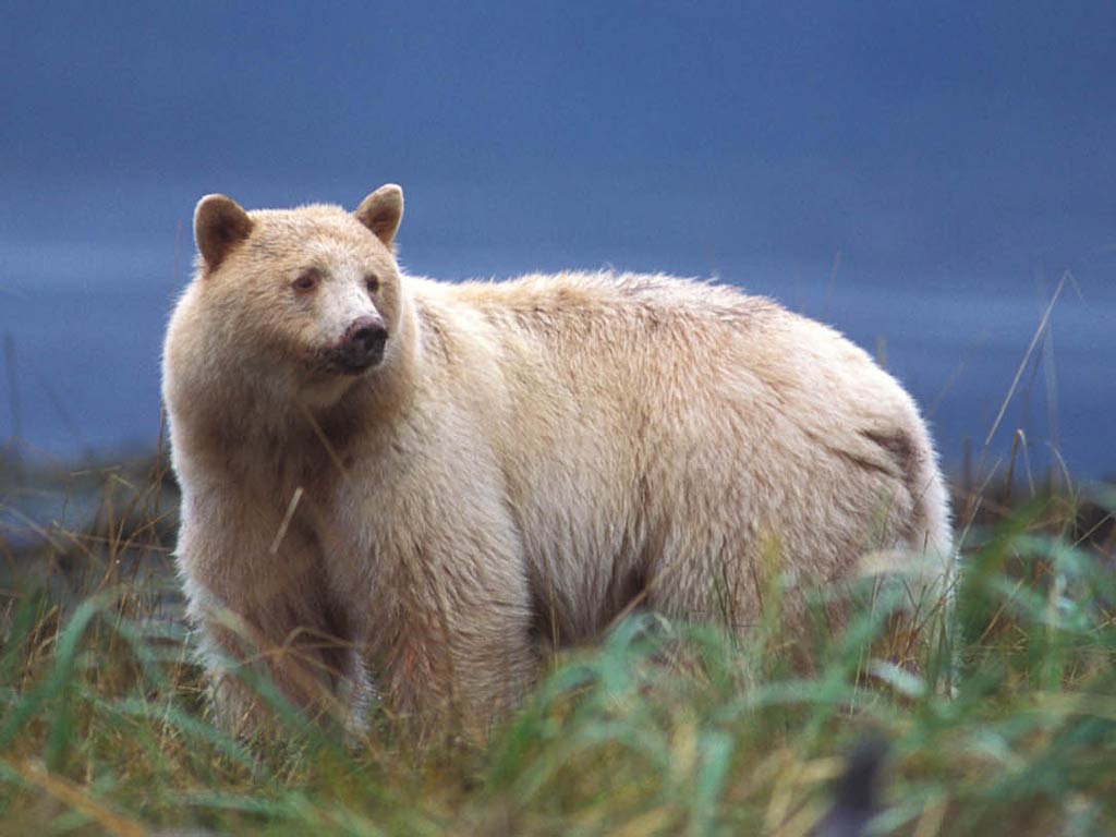 1024x768 Kermode Bear Wallpaper