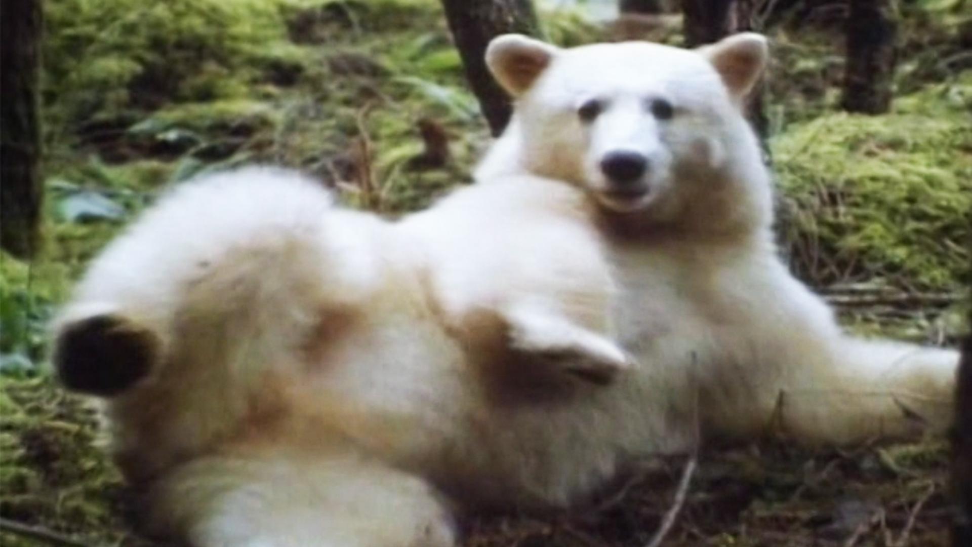1920x1080 Watch Wolf Tale: Legend of the Spirit Bear