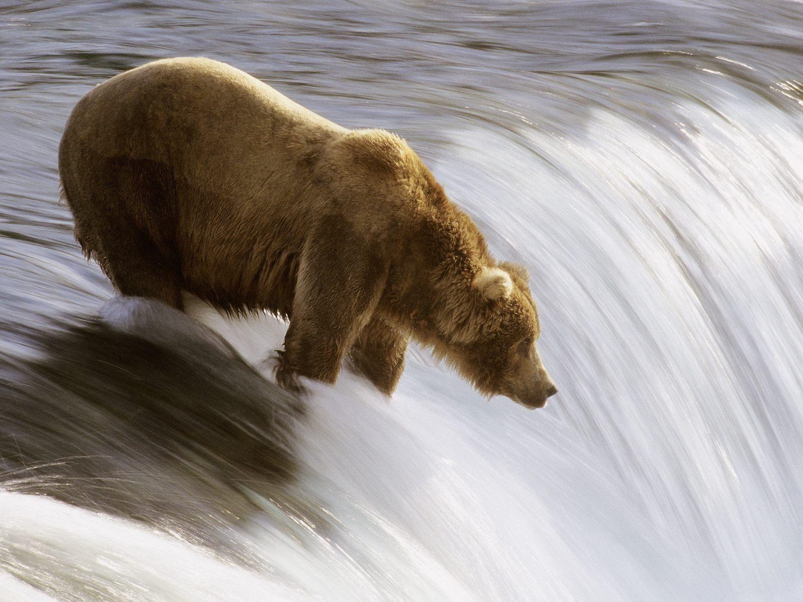 1600x1200 Bear Waterfall. Bear stuffed animal, Bear fishing, Polar bear wallpaper