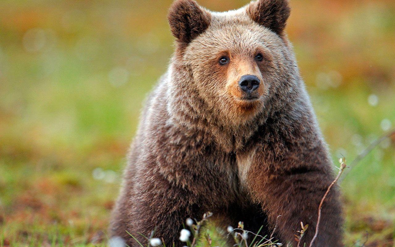 1280x800 Animals. Bear spirit animal, Animal spirit guides, Spirit bear