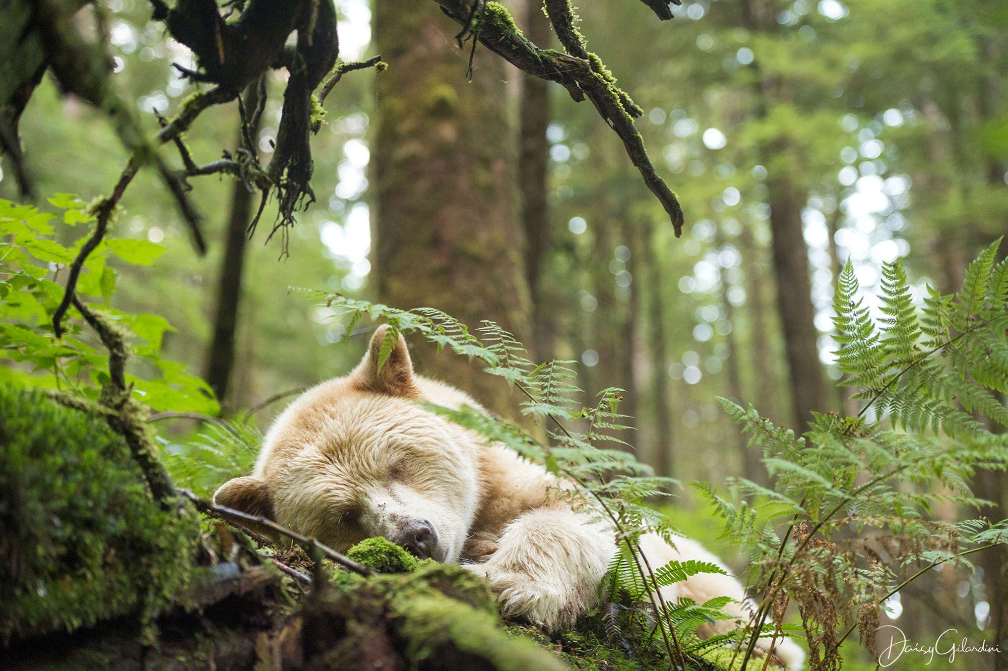2000x1331 Canadian Photographer Daisy Gilardini Wins International Award For Rare Kermode Bear Image (VIDEO PHOTOS). Daily Hive Ca. Kermode Bear, Spirit Bear, Bear Image