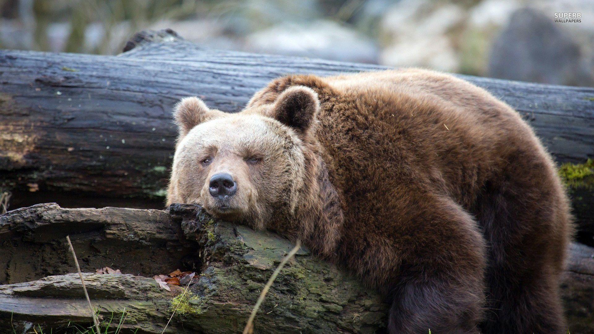 1920x1080 Lazy Bear wallpaper. Lazy bear, Bear wallpaper, Bear