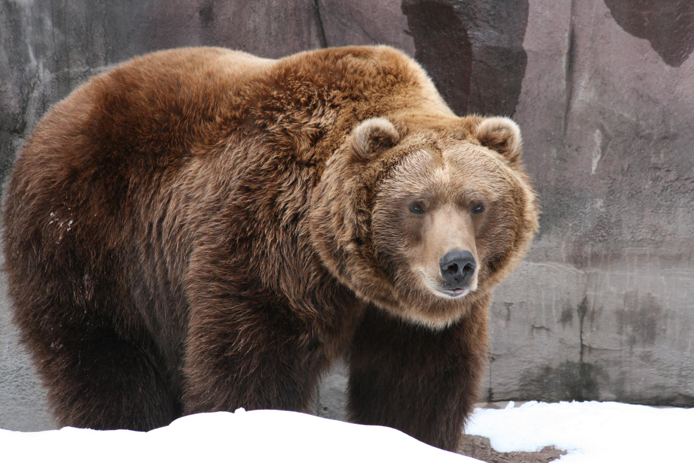 2816x1880 Free download Desktop Background animalplanethdcom Grizzly bear Desktop [2816x1880] for your Desktop, Mobile & Tablet. Explore Free Bear Wallpaper for Desktop. Black Bear Wallpaper, Teddy Bear Wallpaper for Desktop