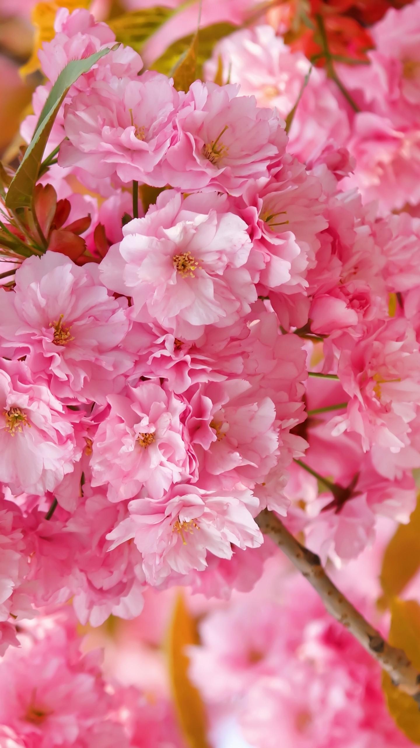 1440x2560 Cherry Blossom Light Pink Flower Wallpaper
