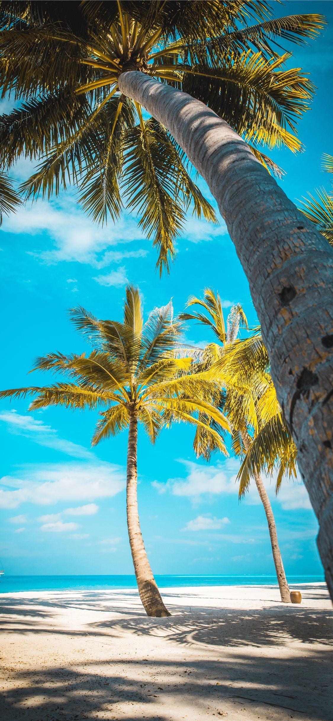 1125x2436 iPhone 4k Palm Trees Wallpaper
