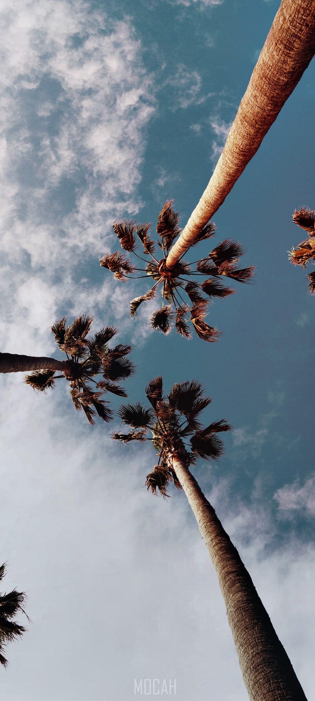 1080x2400 palm tree wallpaper HD wallpaper and summer wallpaper hd, Xiaomi Redmi K30 Pro wallpaper free download, 1080x2400 HD Wallpaper