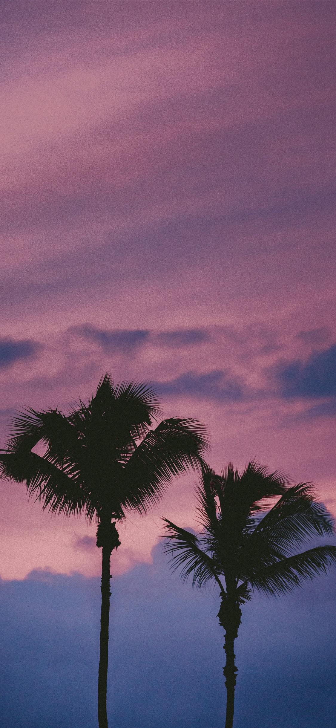 1125x2436 Palm Tree İphone Wallpaper and HD Background free download on PicGaGa