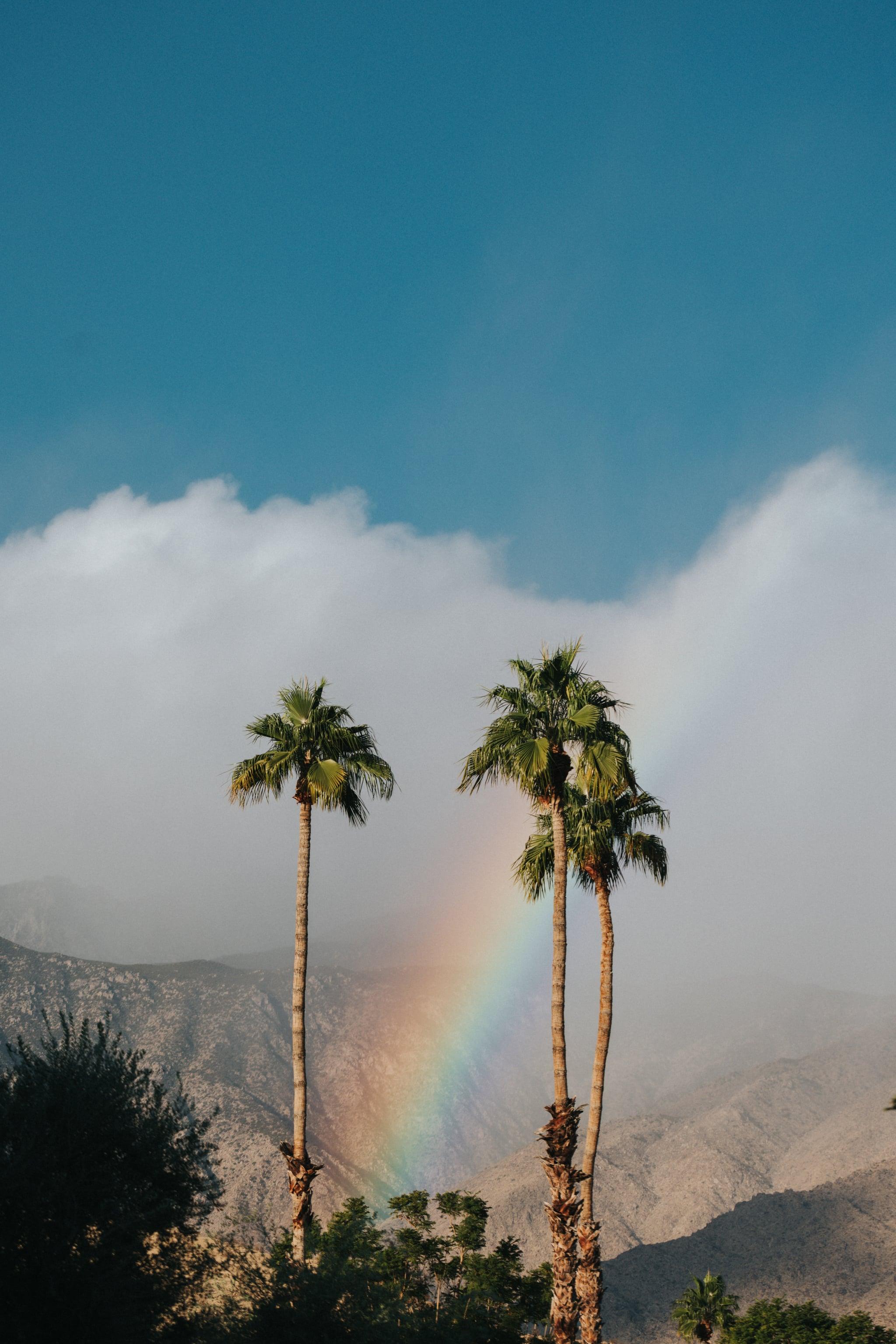 2048x3070 Palm Trees and Rainbow iPhone Wallpaper Bright and Beautiful iPhone Wallpaper That Scream I'm Ready For Summer. Tech Photo 17