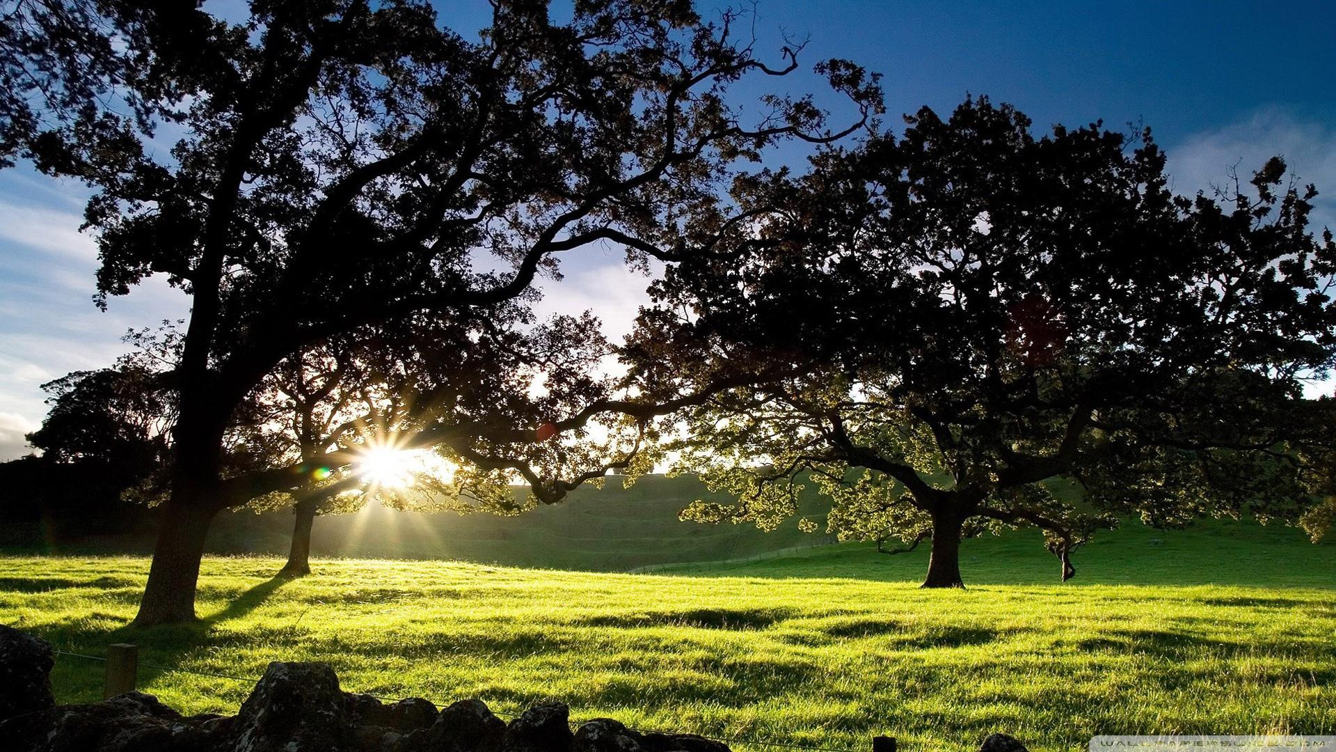 1920x1080 Download Morning Sunshine Wallpaper 1920x1080