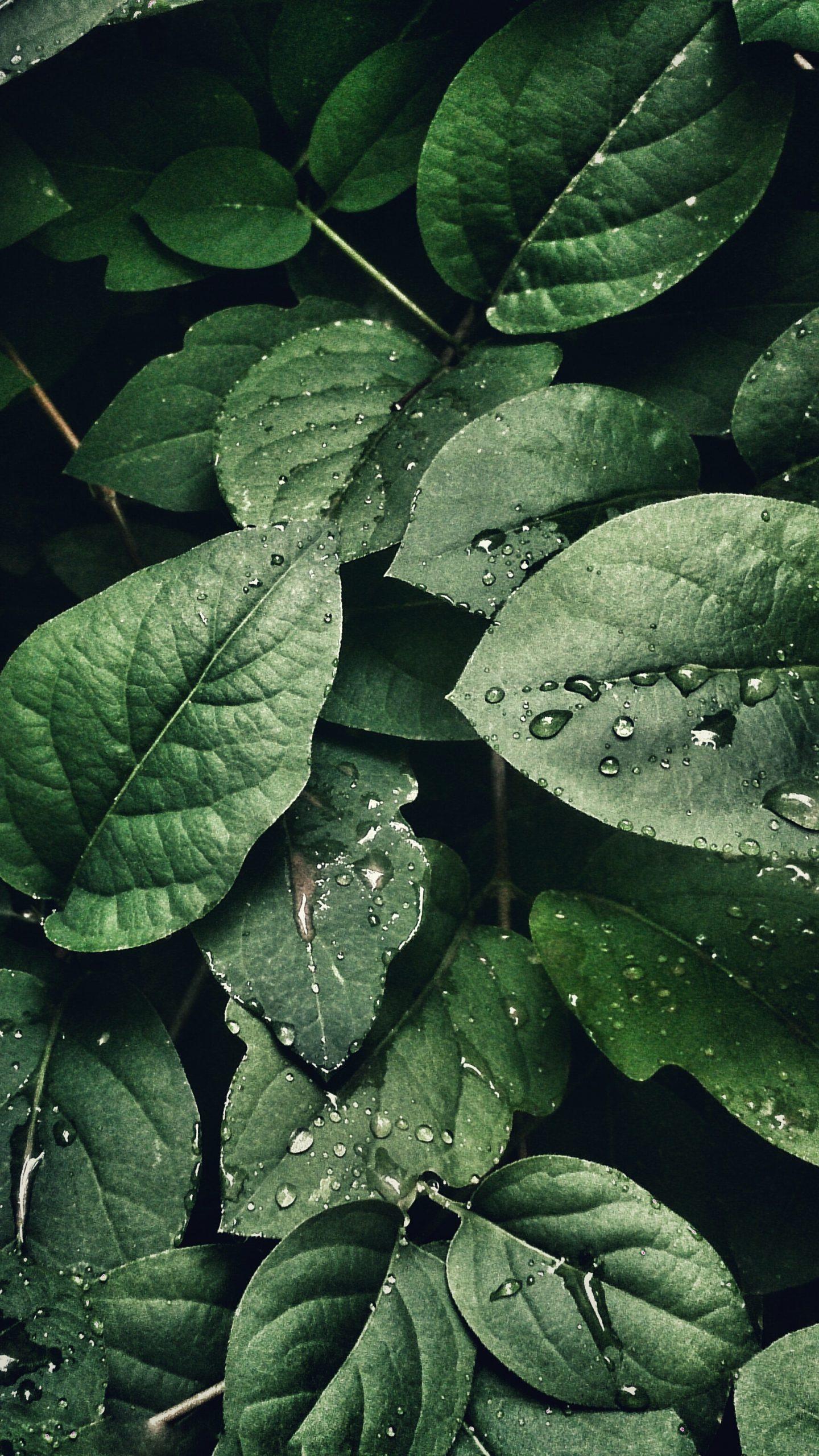 1440x2560 4k Phone Wallpaper Leaves HD Wallpaper