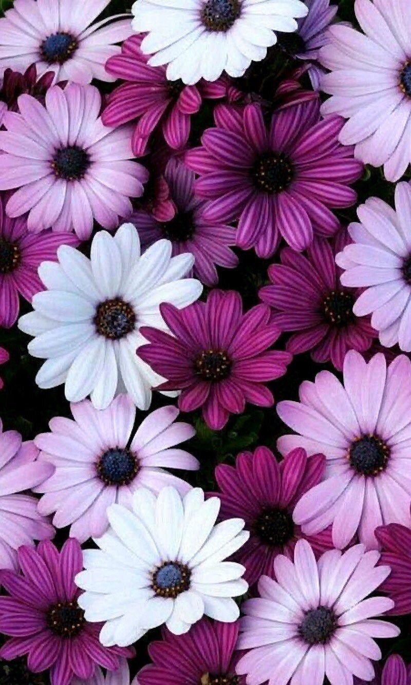 800x1334 Sunset bronzer on hold do not purchase. Flower iphone wallpaper, Wallpaper nature flowers, Purple flowers wallpaper