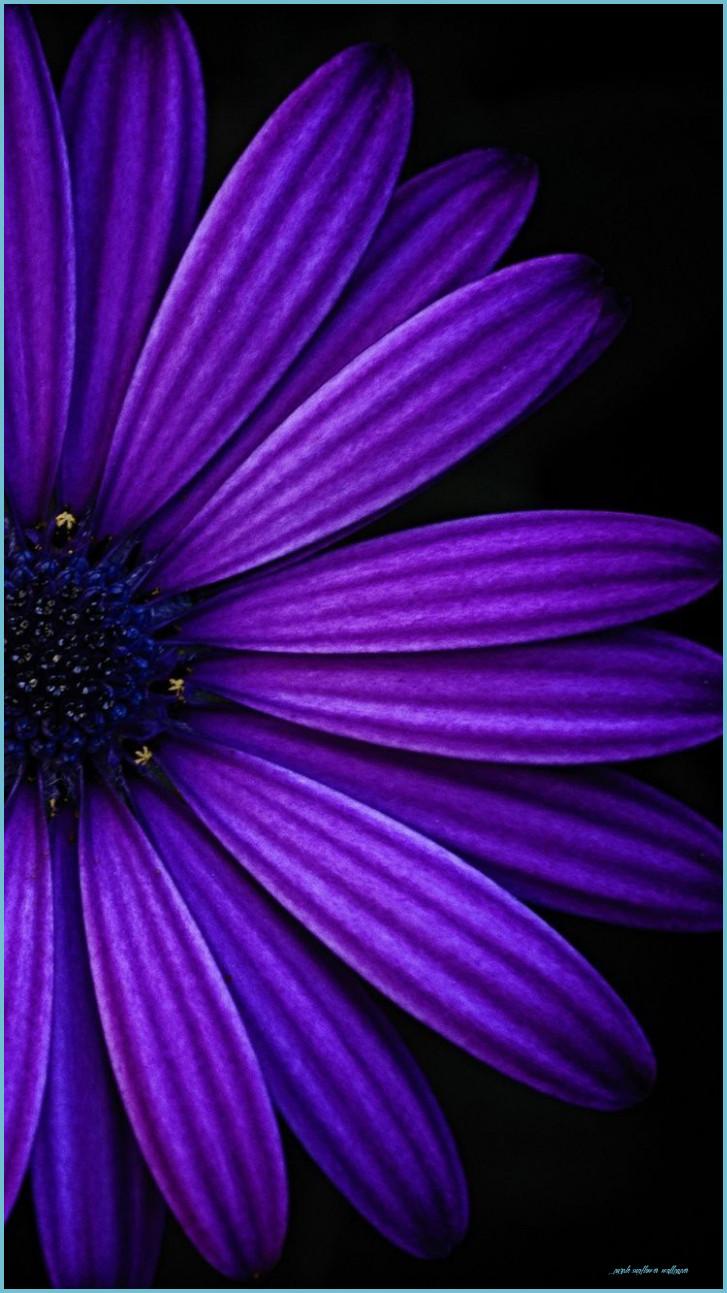 Purple Sunflower Wallpapers - Top Free Purple Sunflower Backgrounds