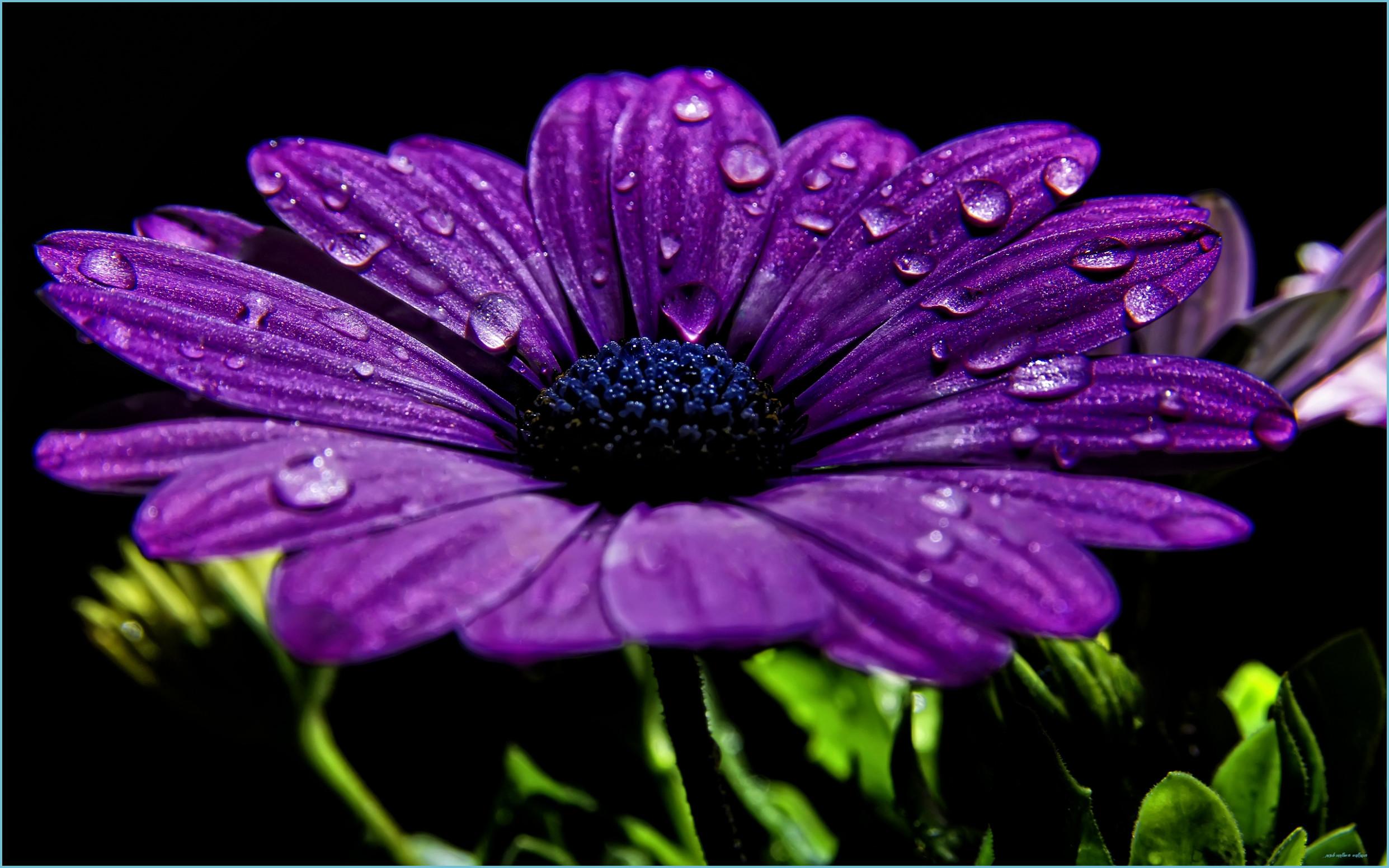 Purple Sunflower Wallpapers - Top Free Purple Sunflower Backgrounds