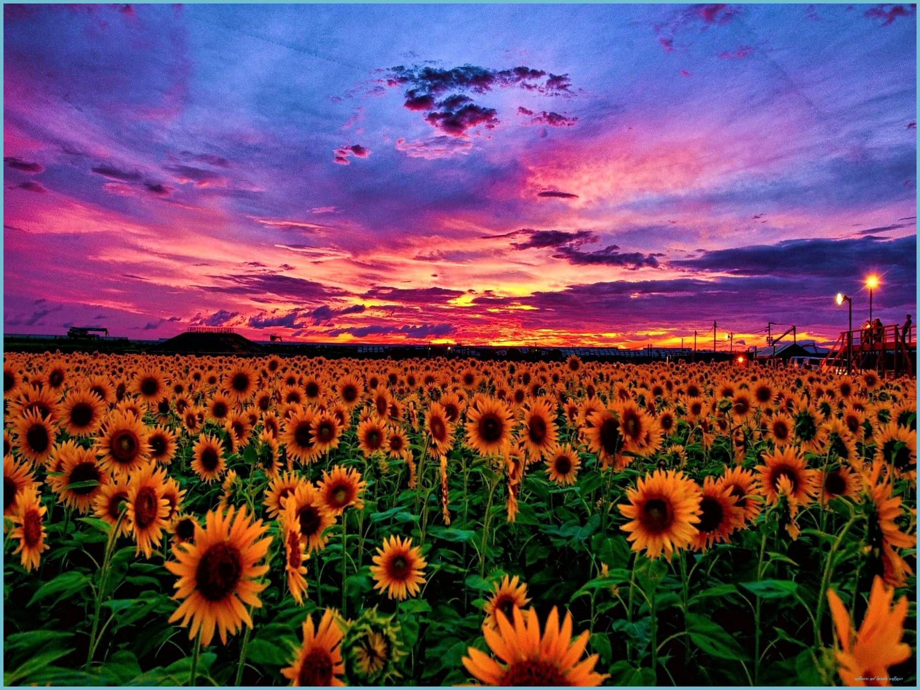 1862x1396 Sunflower Fields At Sunset With Red And Purple Skies Photograph And Lavender Wallpaper
