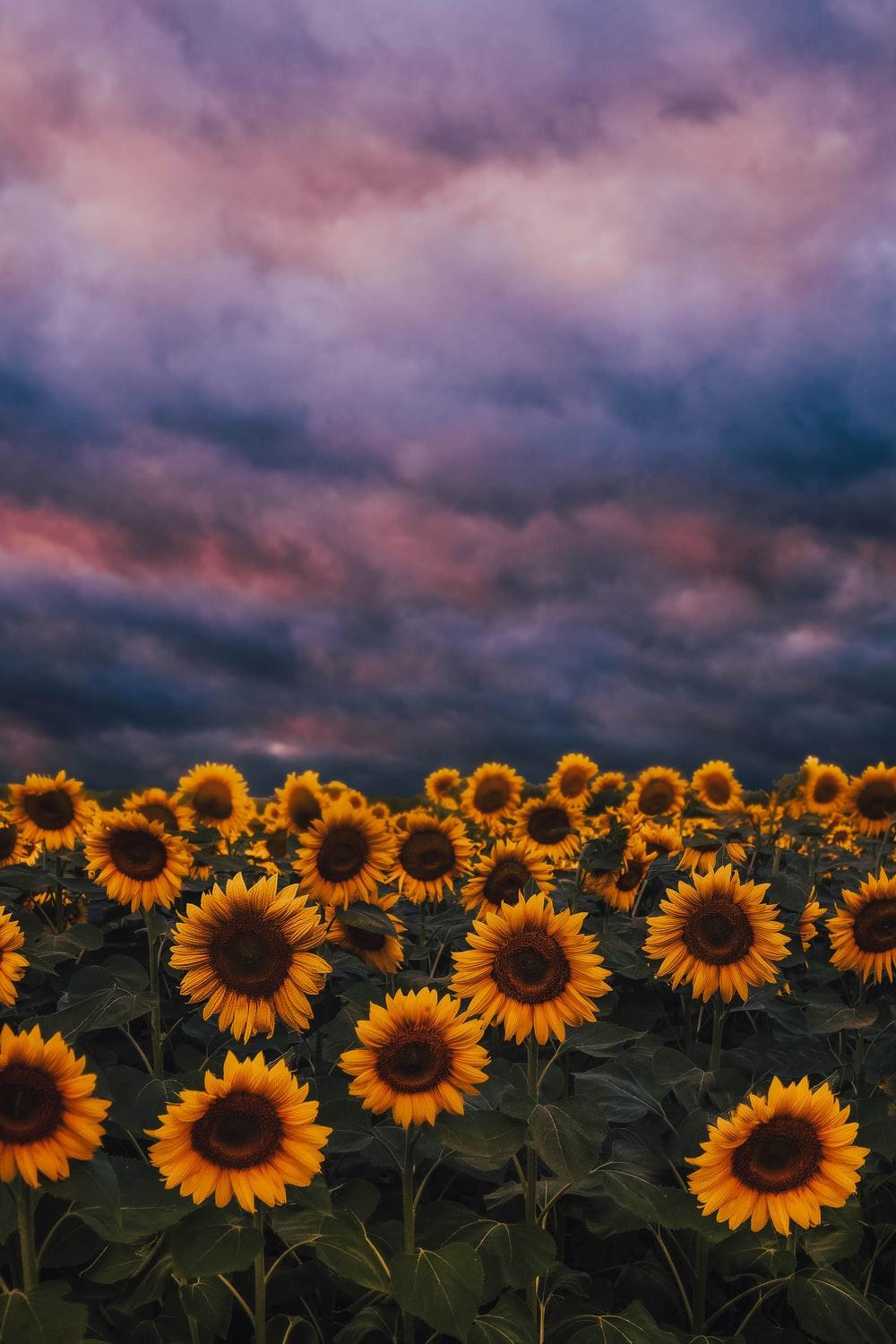 1000x1500 yellow sunflower in close up photography photo