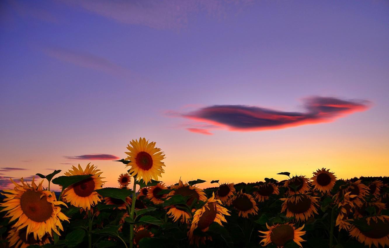 1332x850 Sunflowers At Sunset Wallpaper