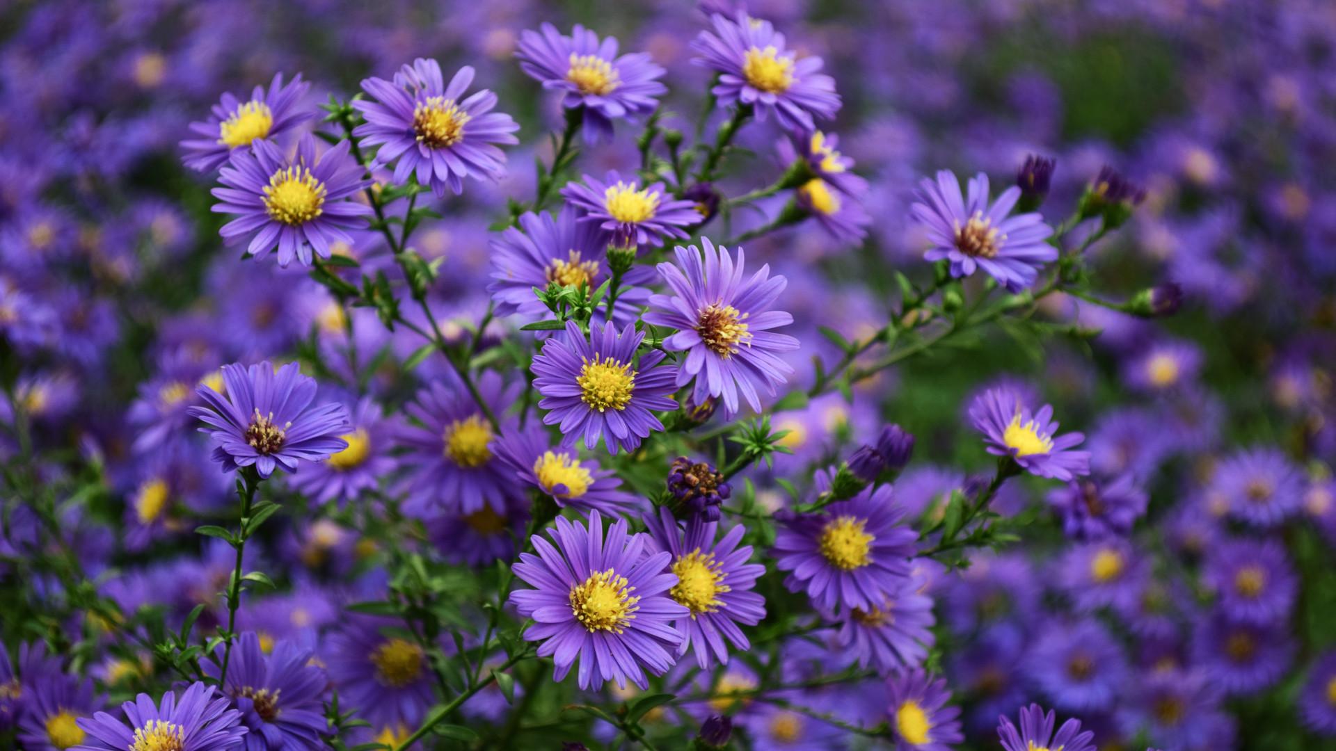 1920x1080 Asters Purple Yellow Flowers Ornamental Plants From Family Asteraceae Desktop Wallpaper For Computer Tablet Mobile Phones 1920x1080 :