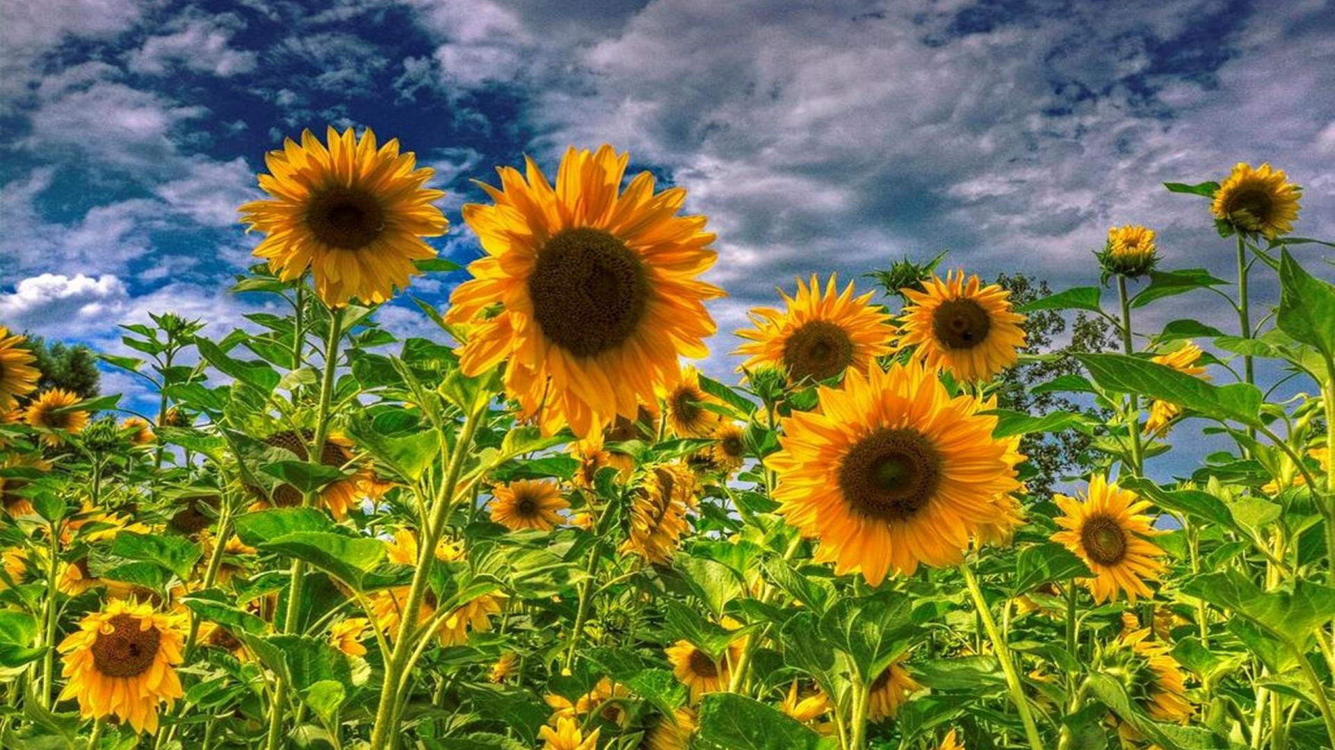 1920x1080 Lockscreen Purple Sunflower Wallpaper
