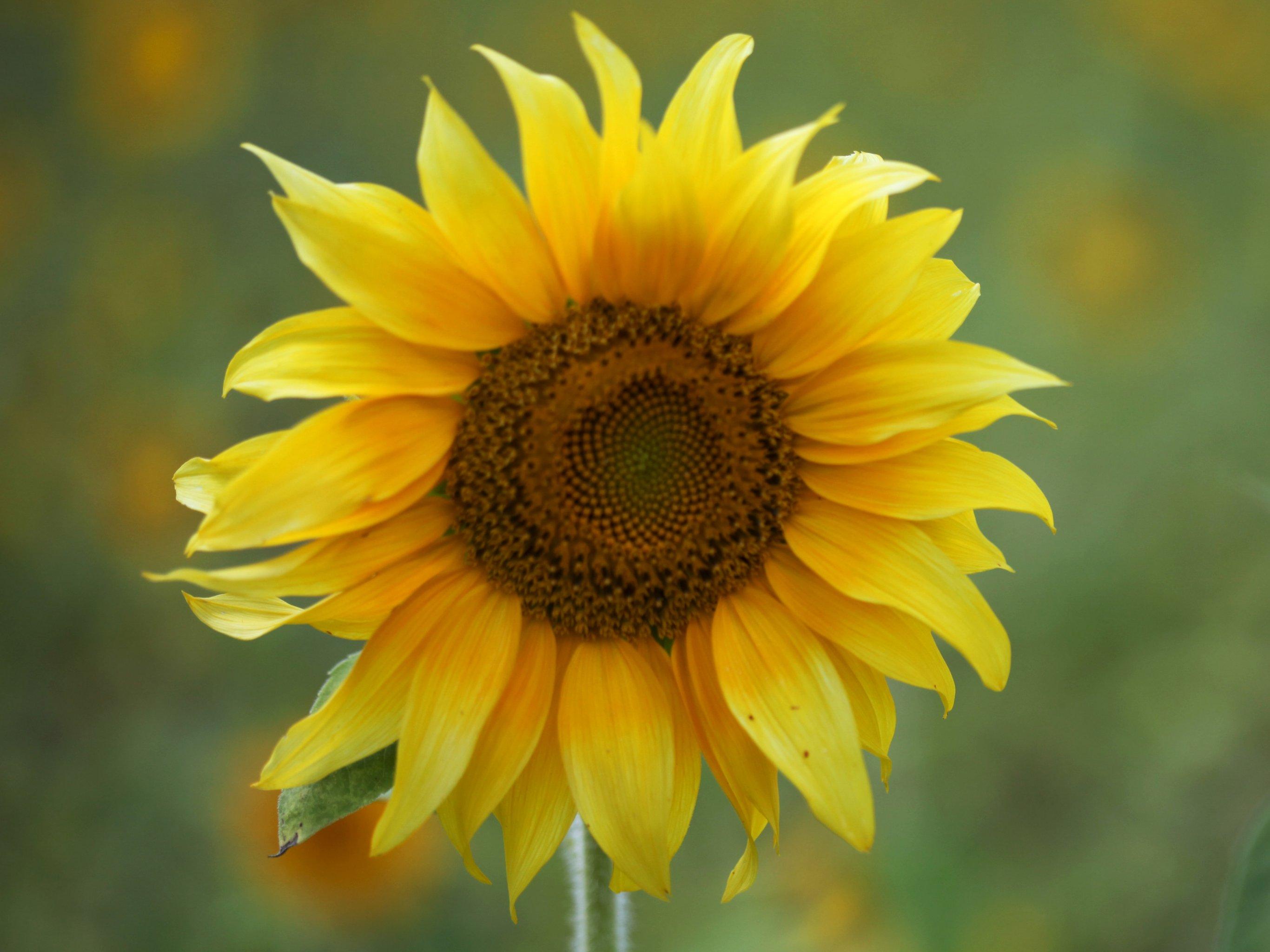 2732x2048 Sunflower Wallpaper, Android & Desktop Background