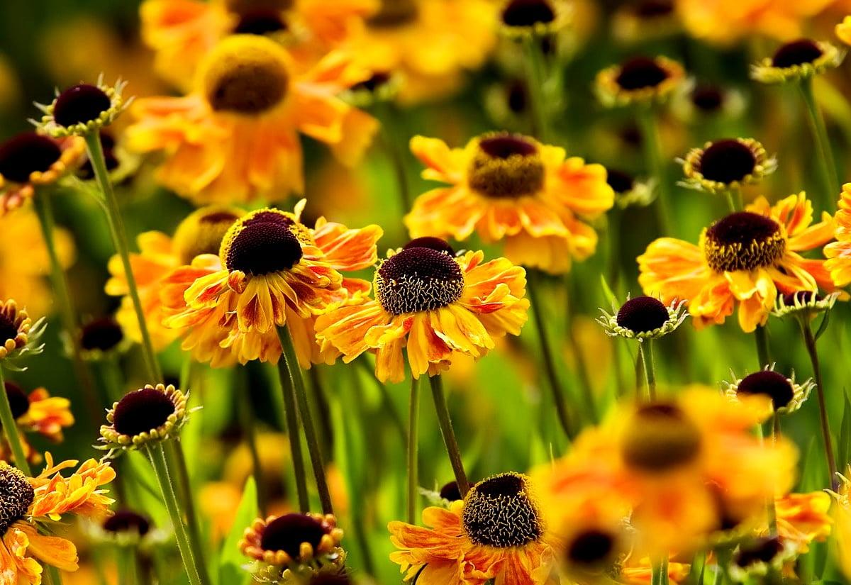 1200x825 Purple coneflower wallpaper HD. Download Free background